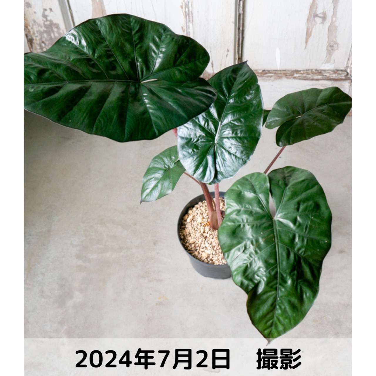 アロカシア ユカタンプリンセス オーレア アロカシア ユカタンプリンセス オーレア