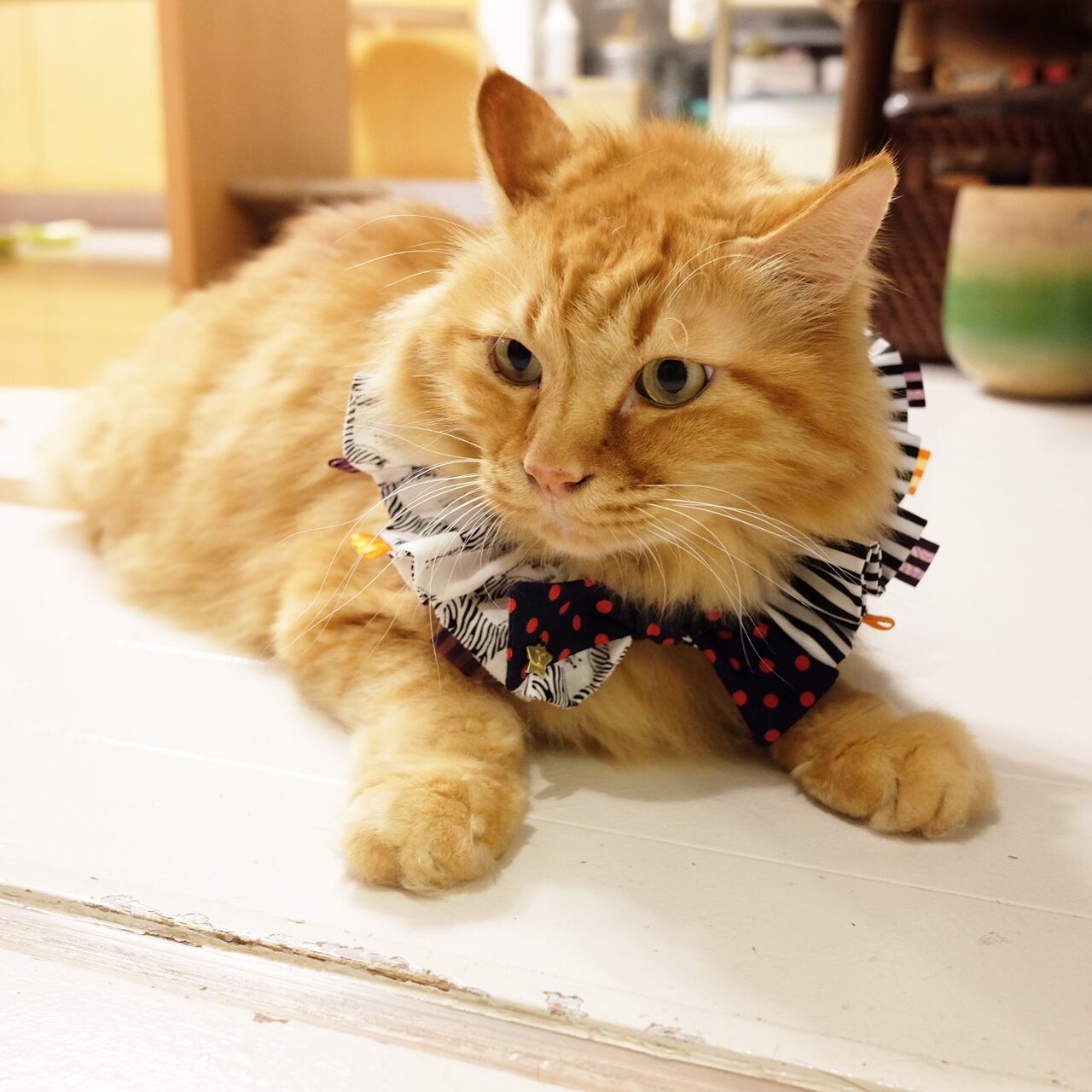 シュシュ首輪（サーカス） | tumbler3