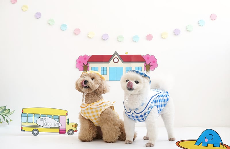 【SALE】幼稚園トップスセット S ~ XL 2color / 犬服 新作 可愛い 犬の服 ワンコ服 ペット 猫 ドッグウェア お揃い top69