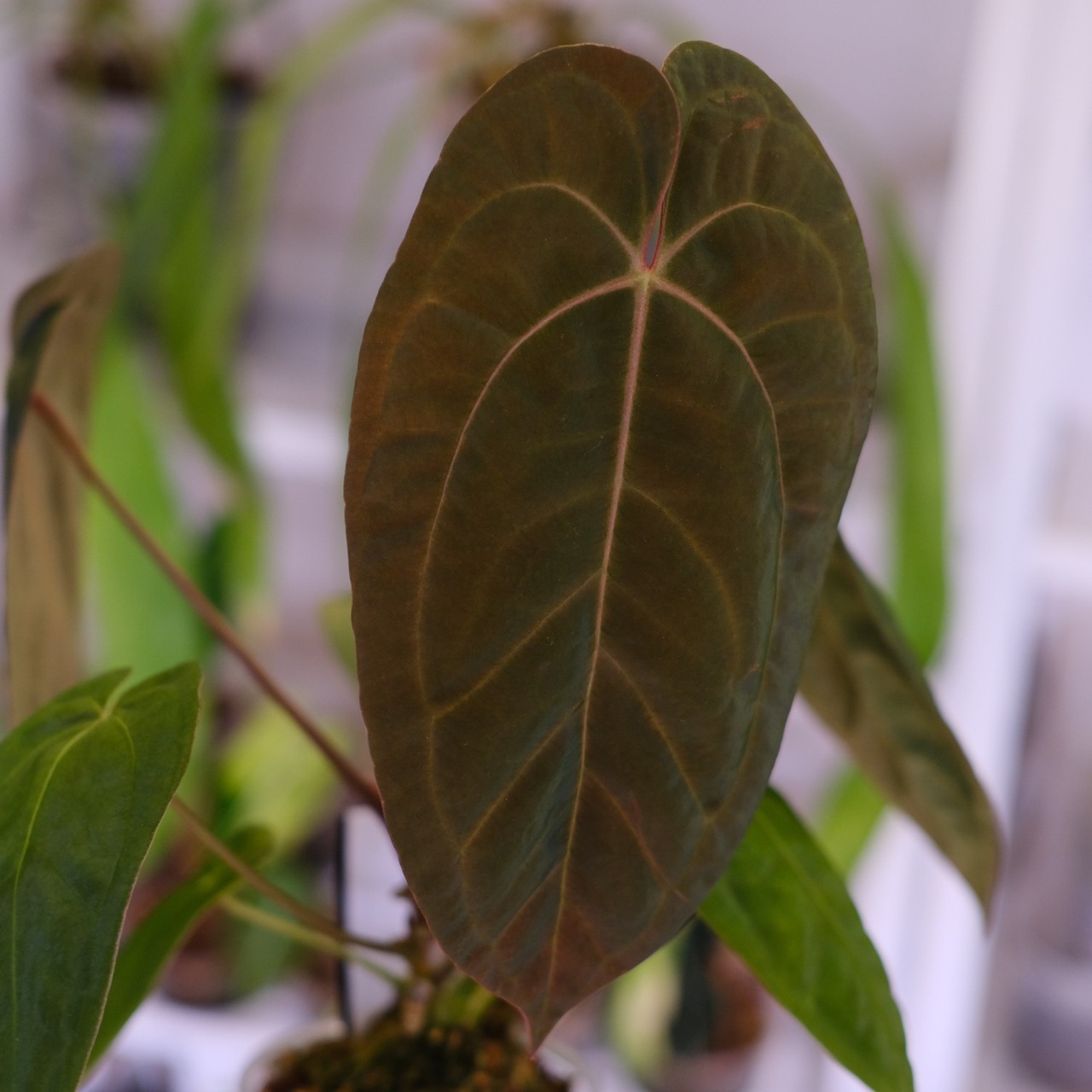 Anthurium Papillilaminum Guna Yala x Forgetii Dark⑥│観葉植物