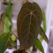 Anthurium Papillilaminum Guna Yala x Forgetii Dark⑥│観葉植物