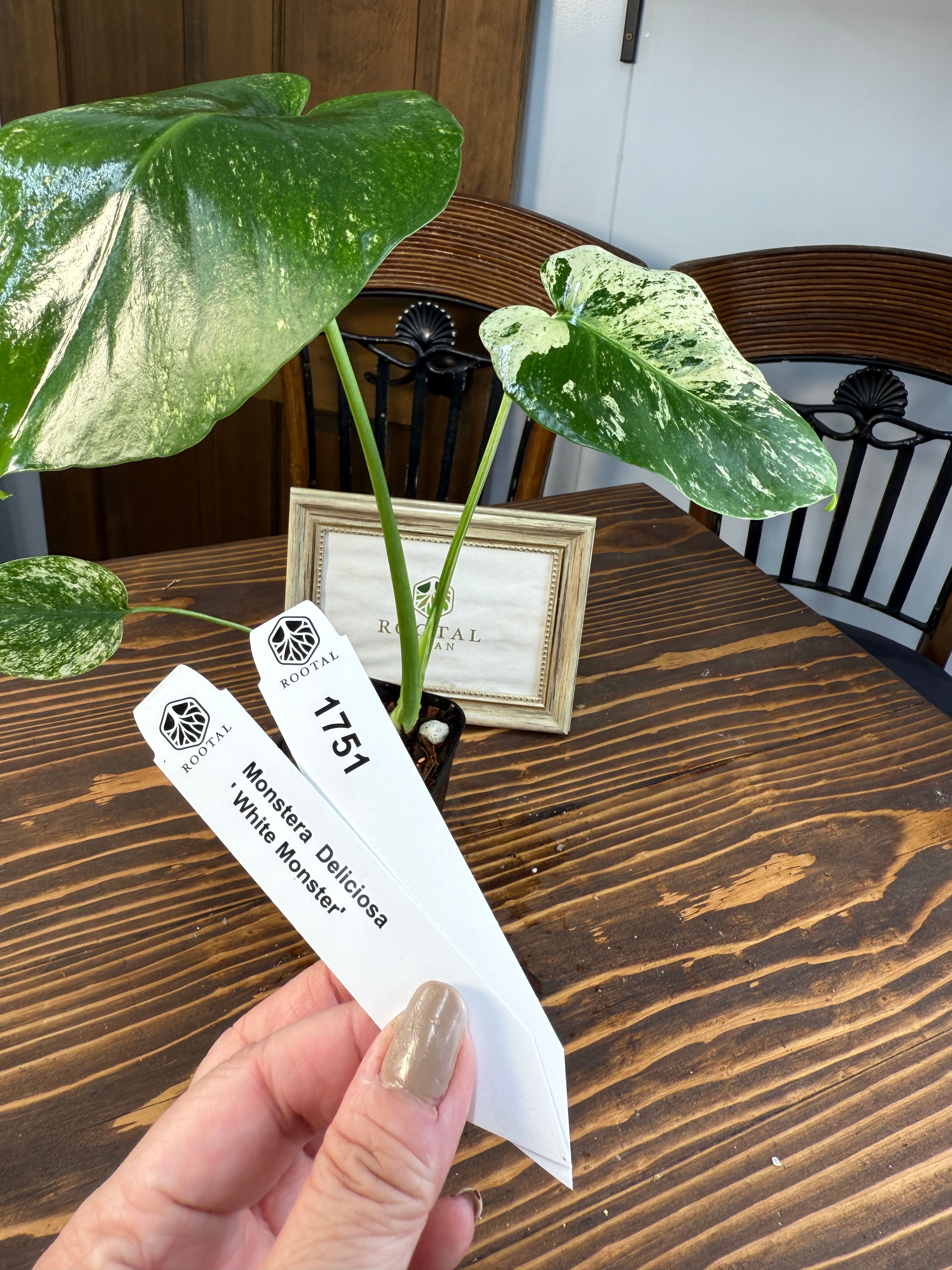 モンステラホワイトモンスター4号 天津ラン・モンステラデリシオーサホワイトモンスター ( Monstera