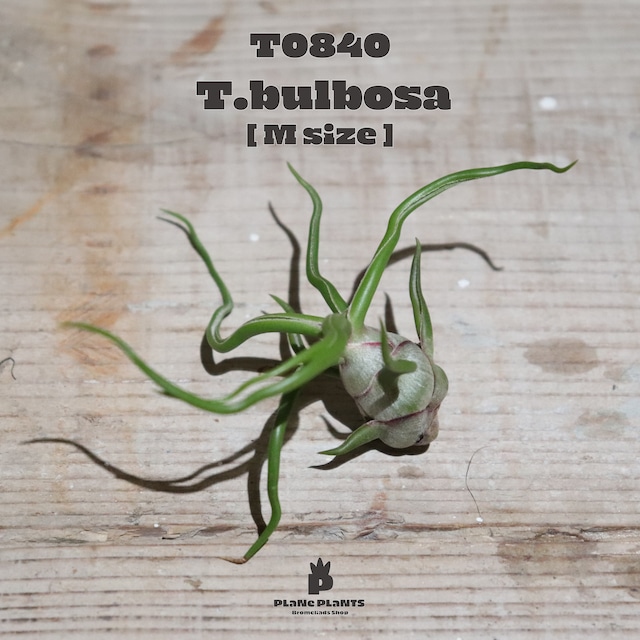 【送料無料】Sansevieria rorida〔サンセベリア〕現品発送S0001