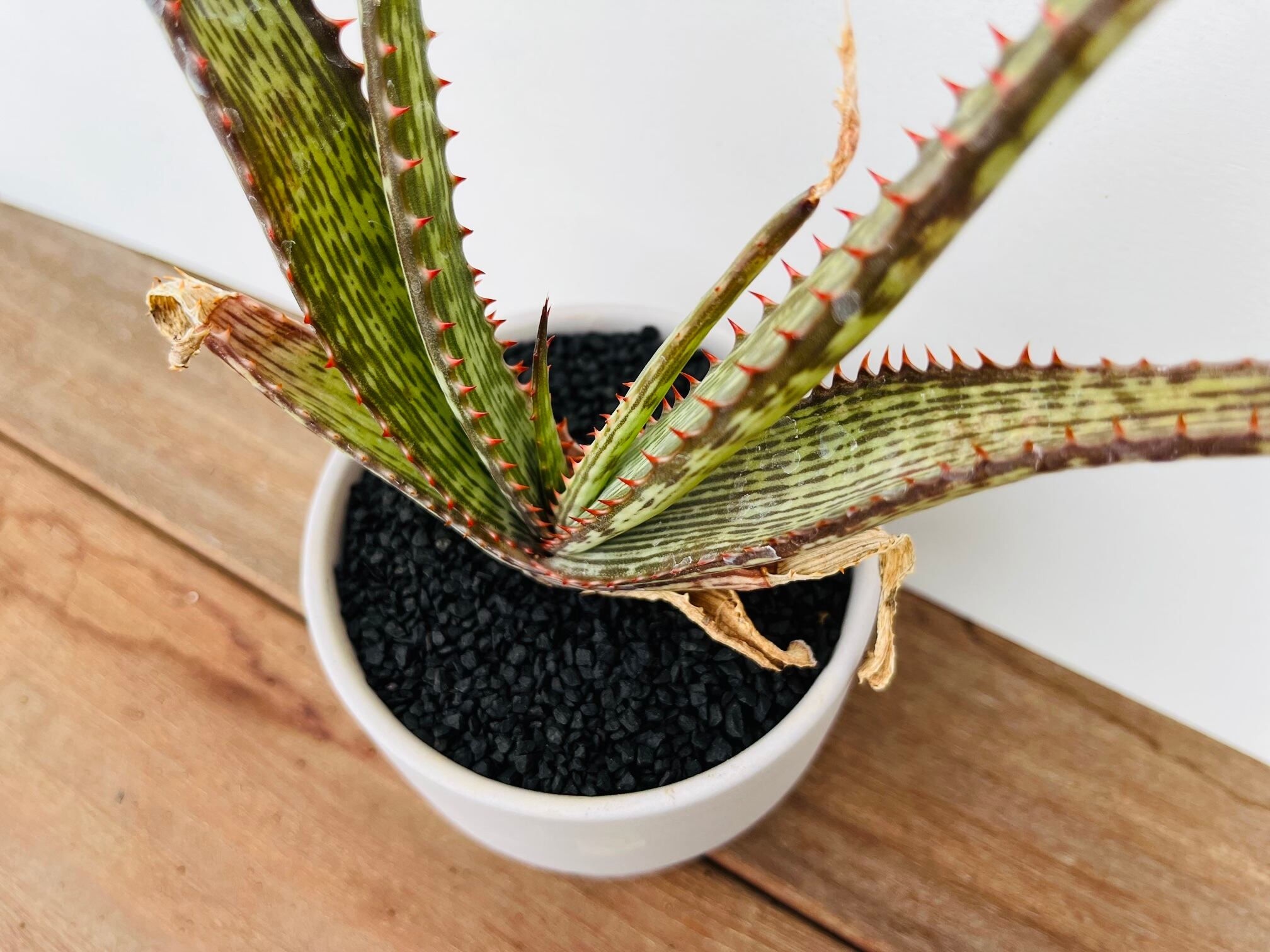 Aloe branddraaiensis アロエ ブランドレイエンシス | plants MARU