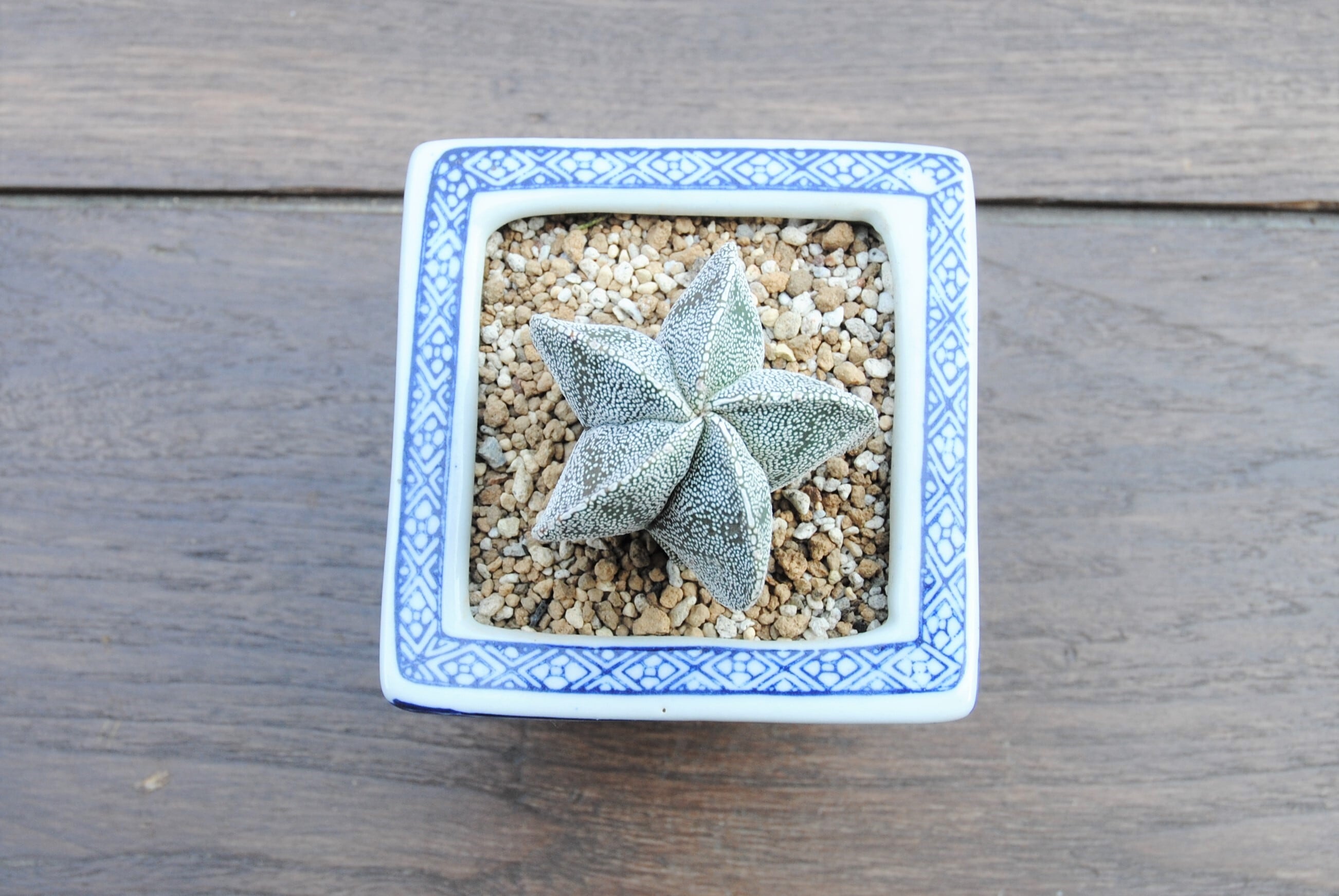 Astrophytum myriostigma 'Onzuka' 恩塚ランポー玉 サボテン 鉢セット