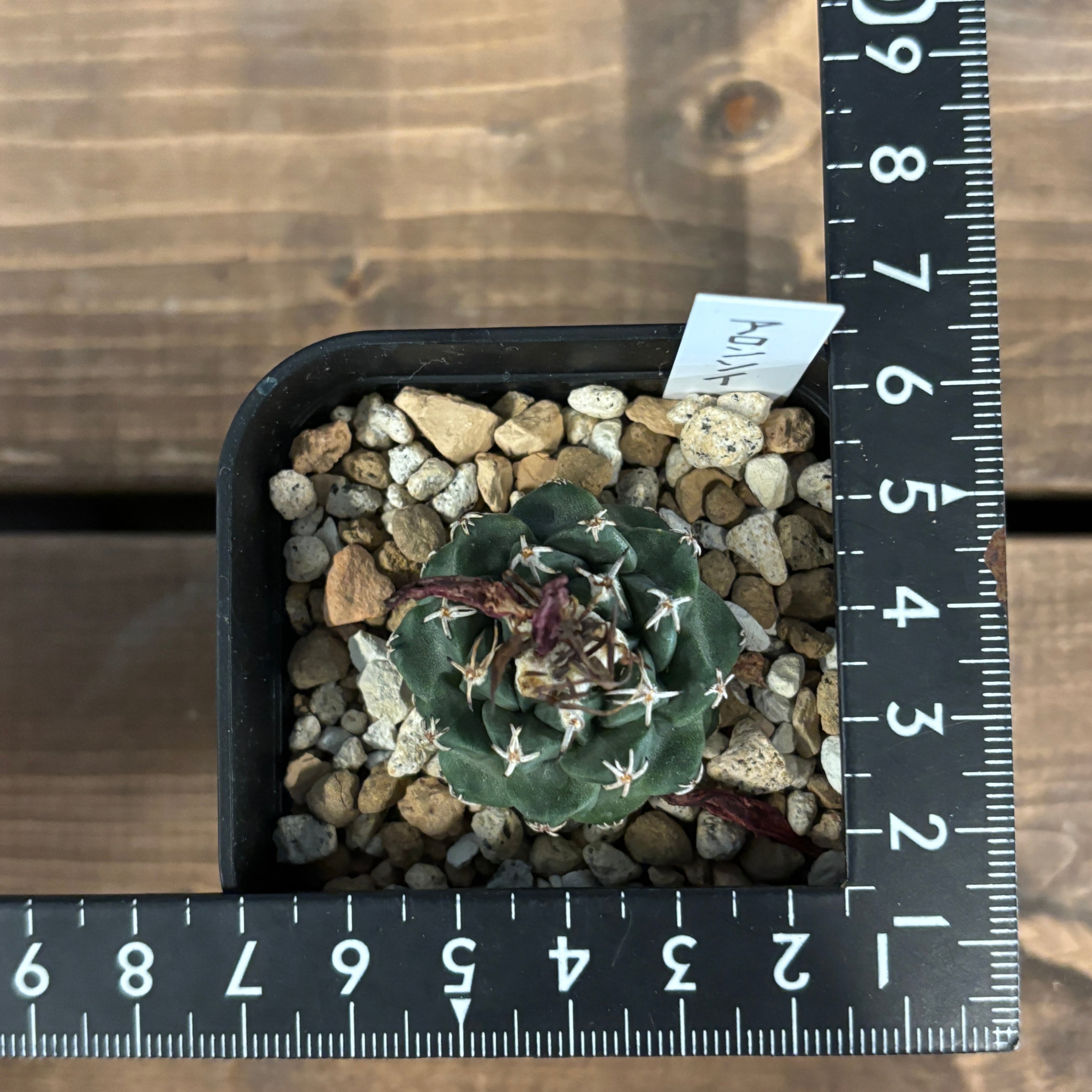 サボテン ツルビニカルプス アロンソイ【503】 | PROTOLEAF プロトリーフ