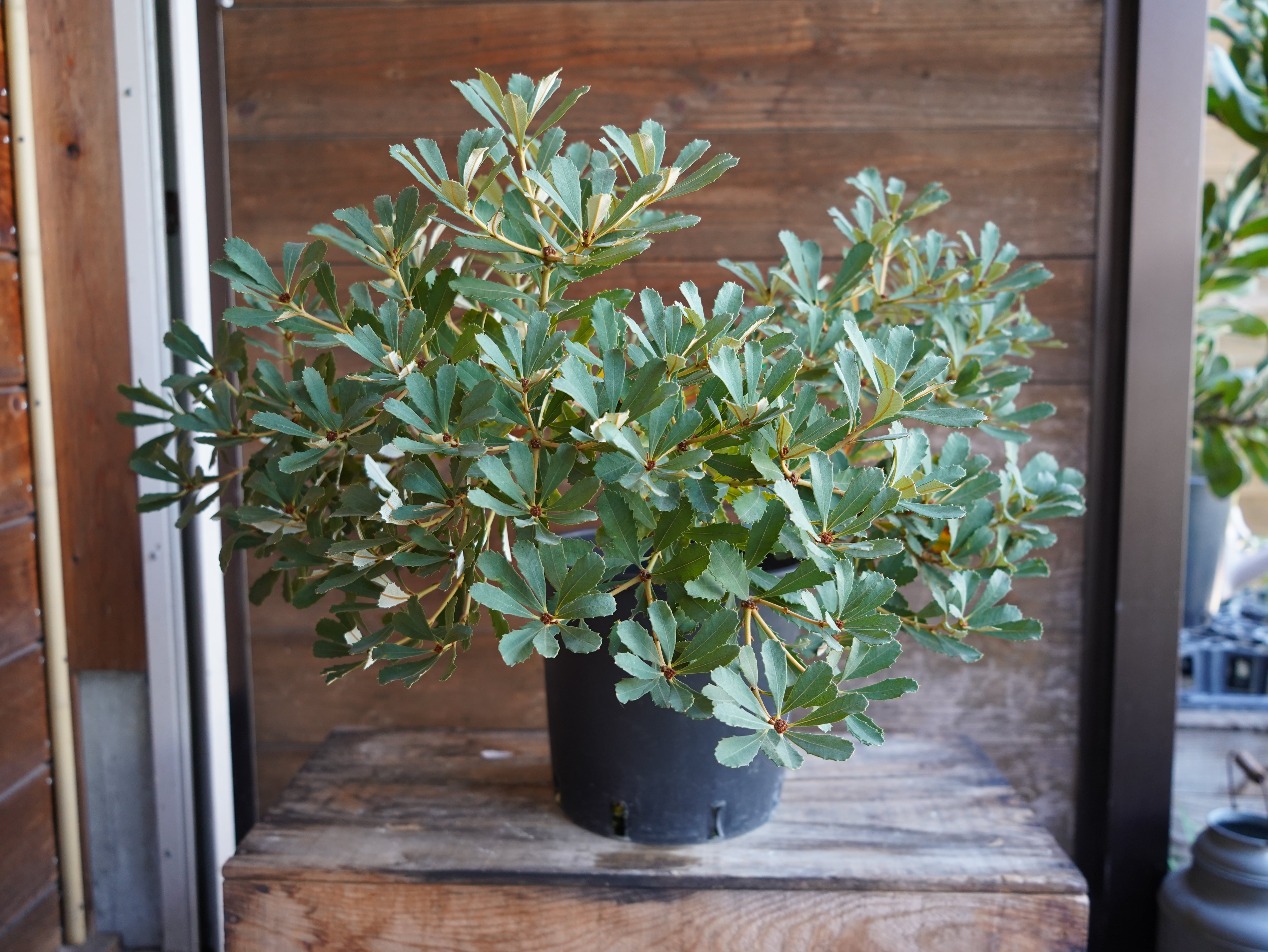 【現物】バンクシア　”パラドサ”