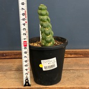 【クリアランス】サボテン ユーリキニア カスタネア スピラリス【907】【再撮影】