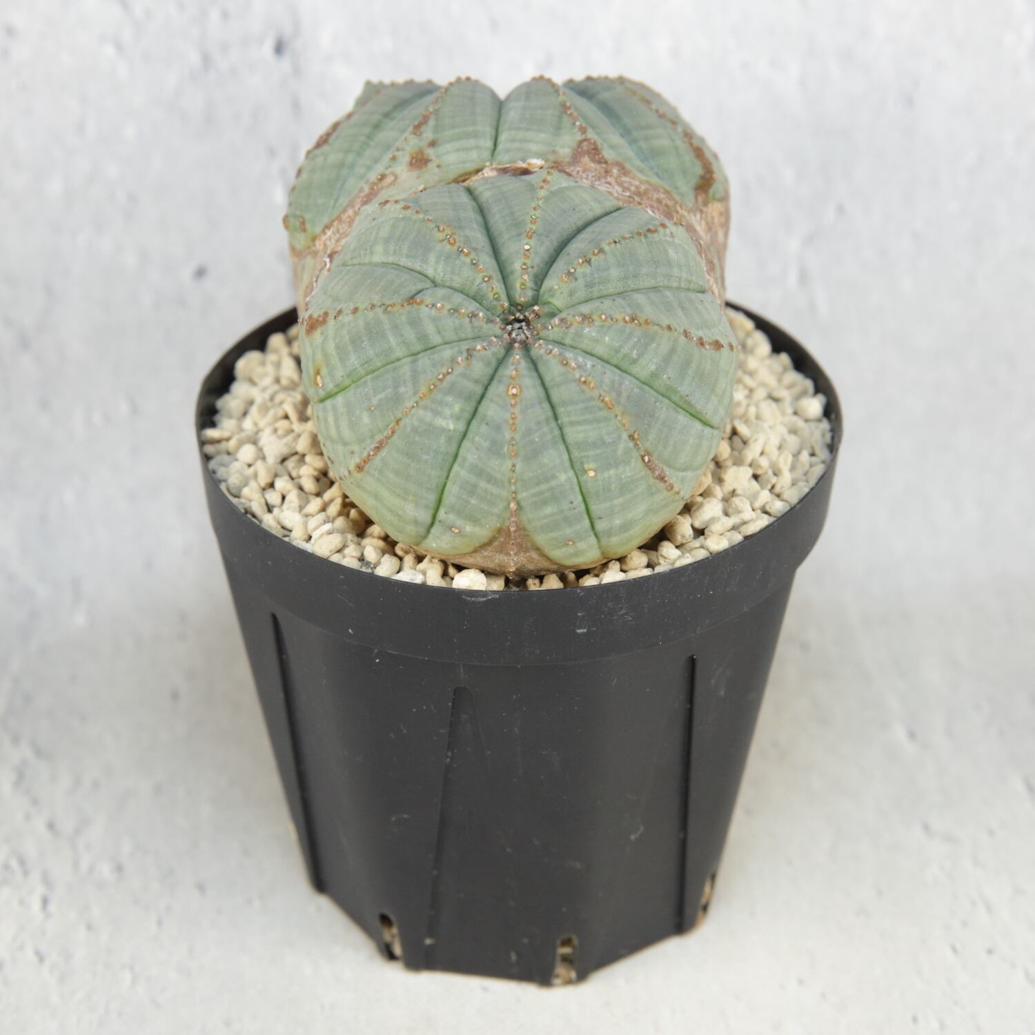 超厳選株】大株 最大幅約9cm 超扁平 円扇石化 ダブルヘッド オベサ