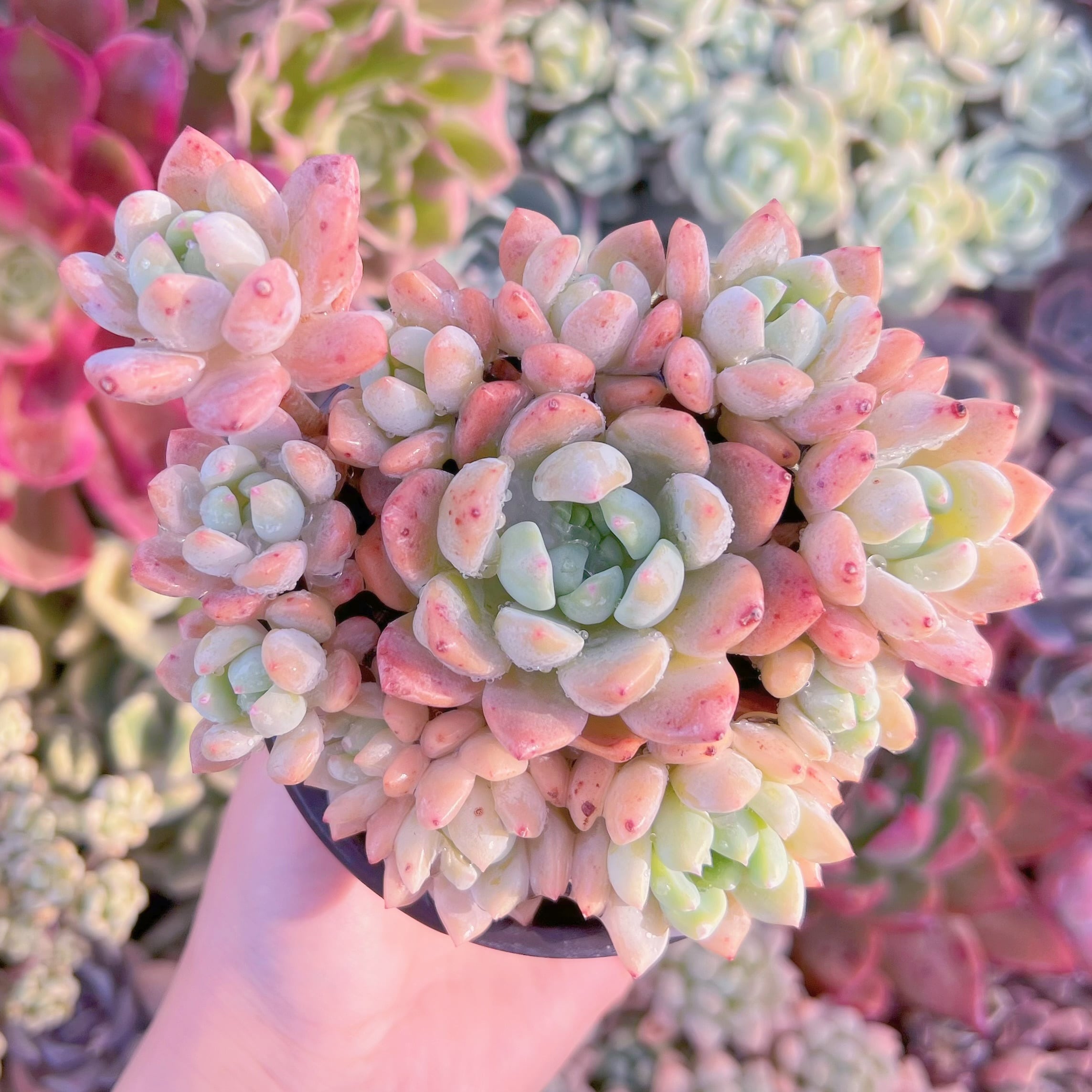 現品　プロリフェラxラウル#B62　るる農園