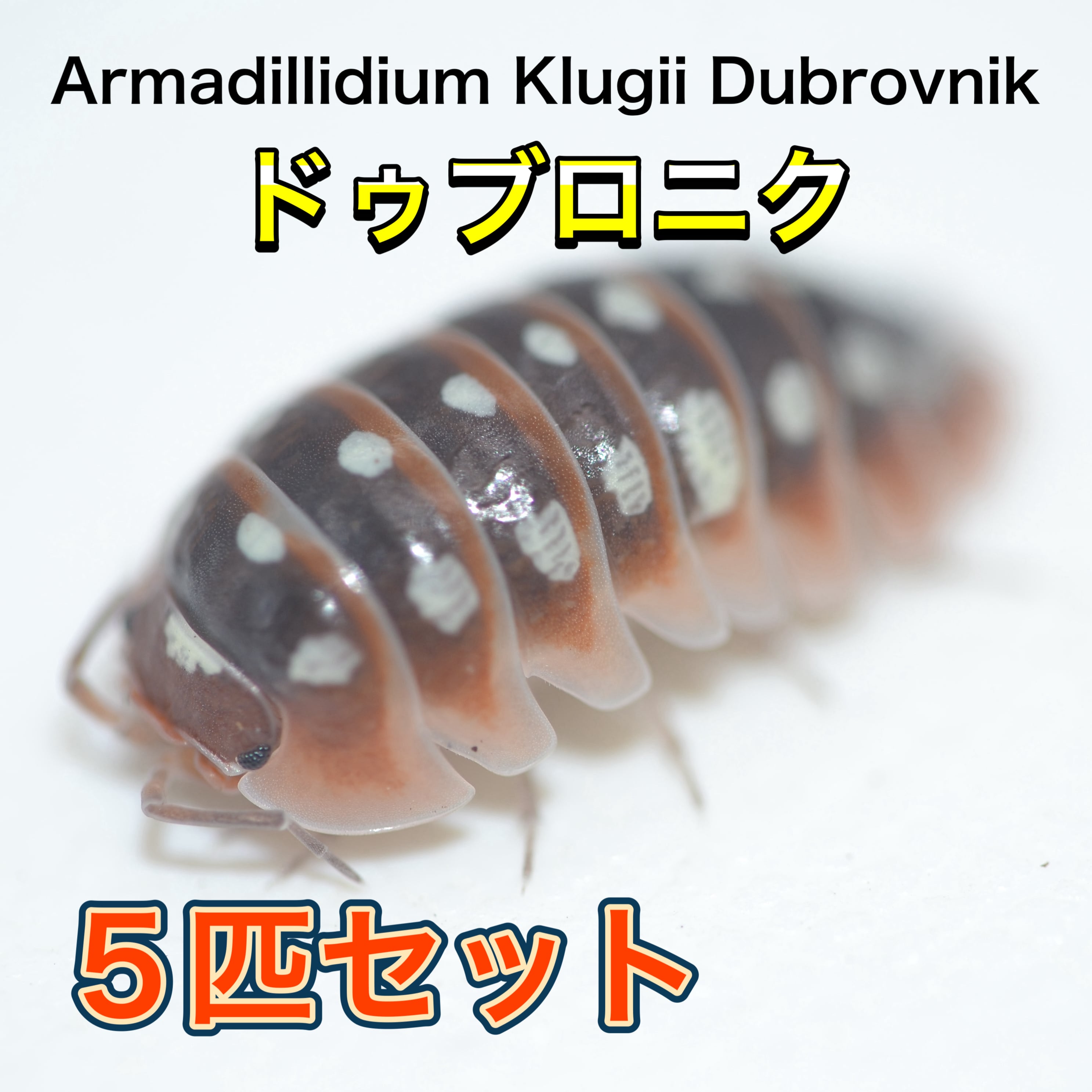 オキナワシリケンイモリ ☆Sグレード⑪☆ | 昆虫ショップ BUG FOREST