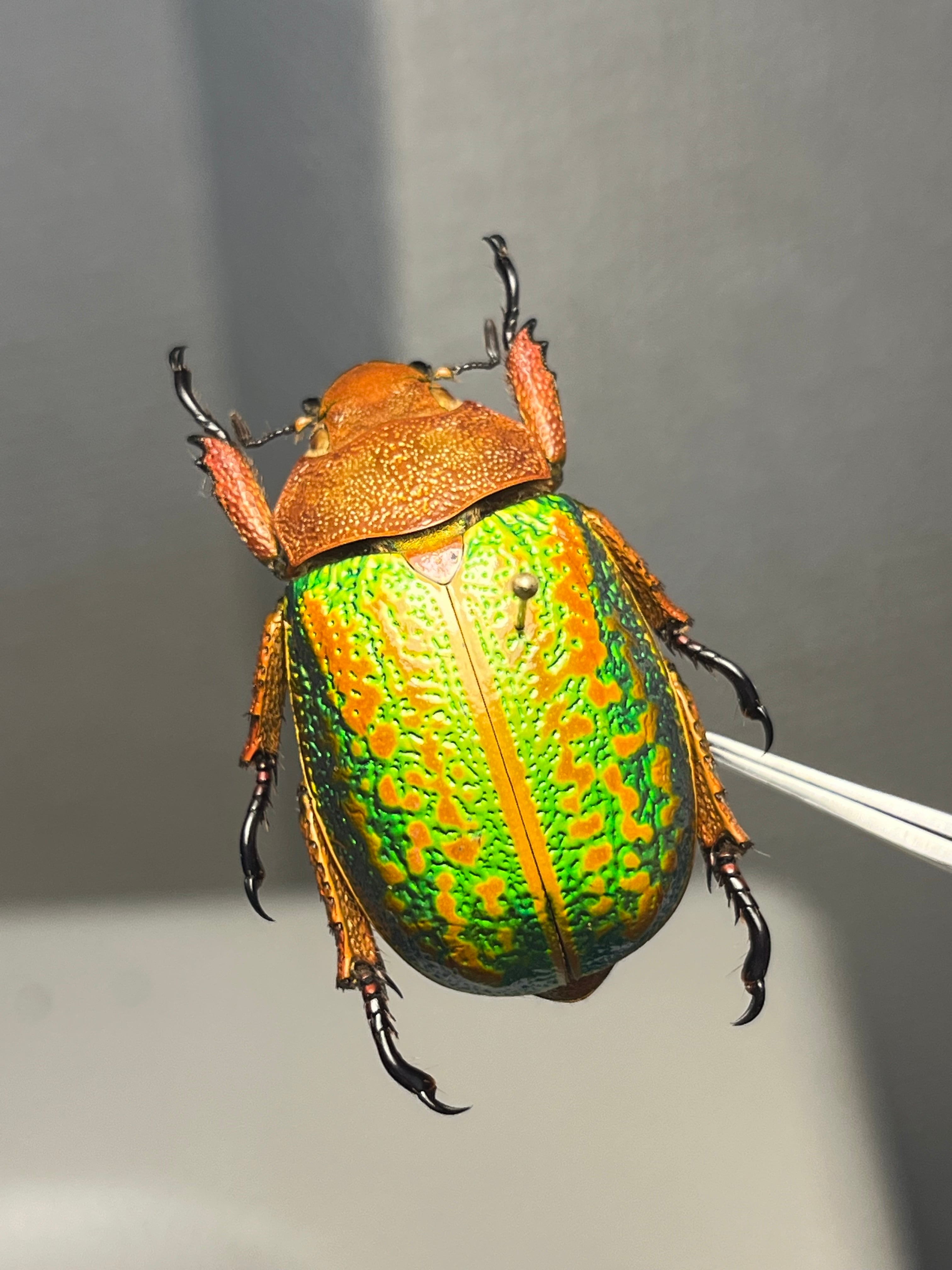 28mm】クラバータカメノコブイブイ プラチナコガネ 昆虫標本