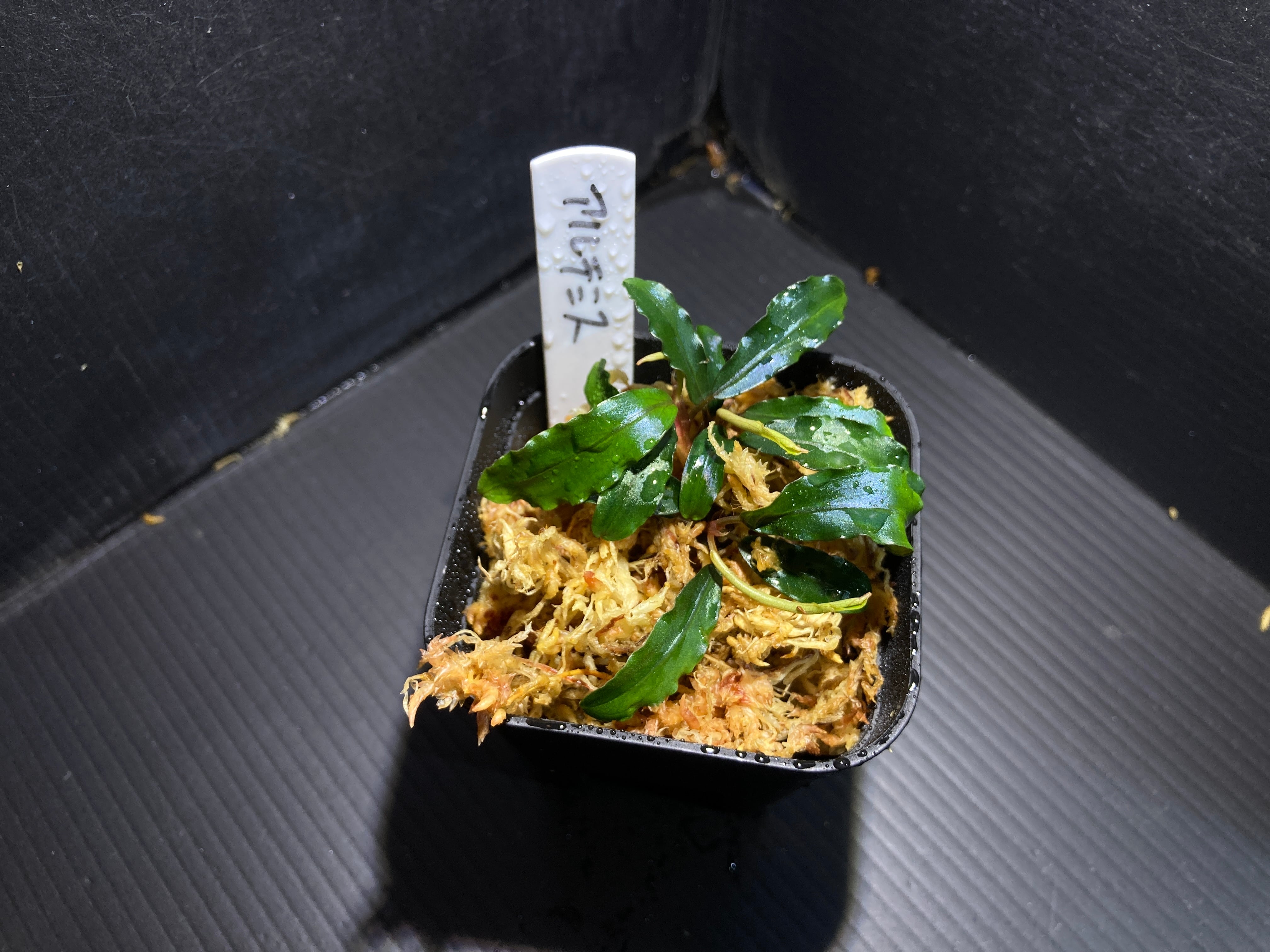 ブセファランドラ | AquaFocus