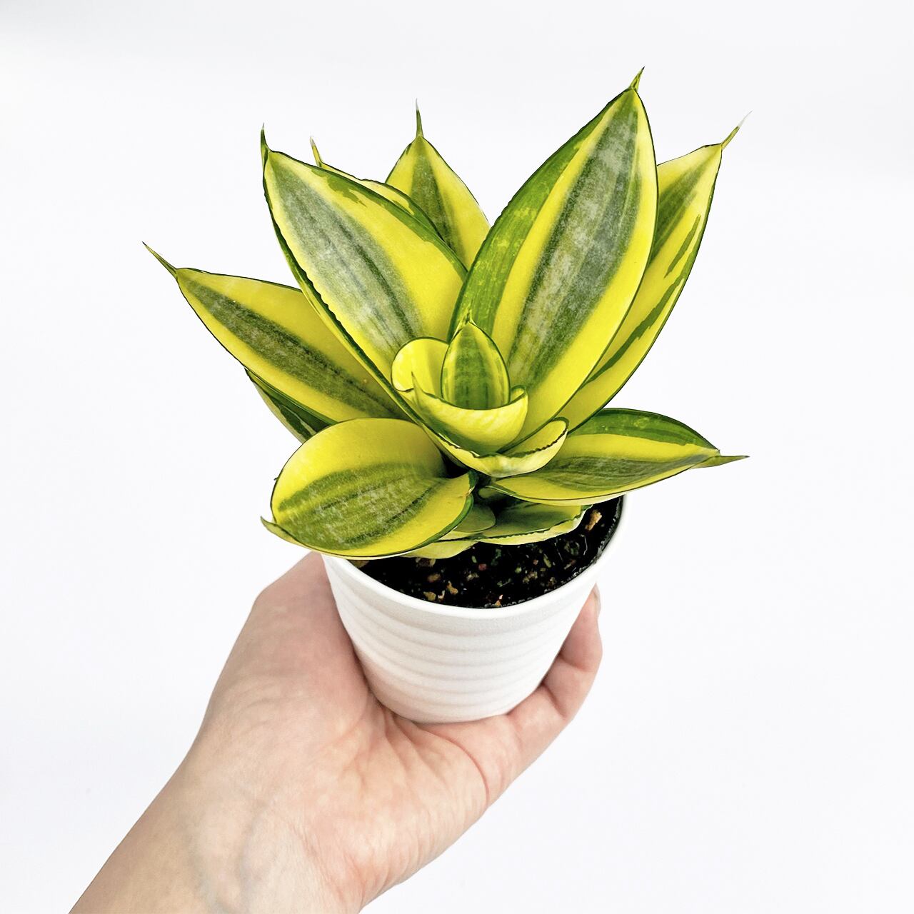 2 サンスベリア ハニー Inakougei イナコウゲイ おしゃれ 観葉植物 鉢 多肉 猫 2 サンスベリア ハニー Inakougei イナコウゲイ おしゃれ 観葉植物 鉢 多肉 猫