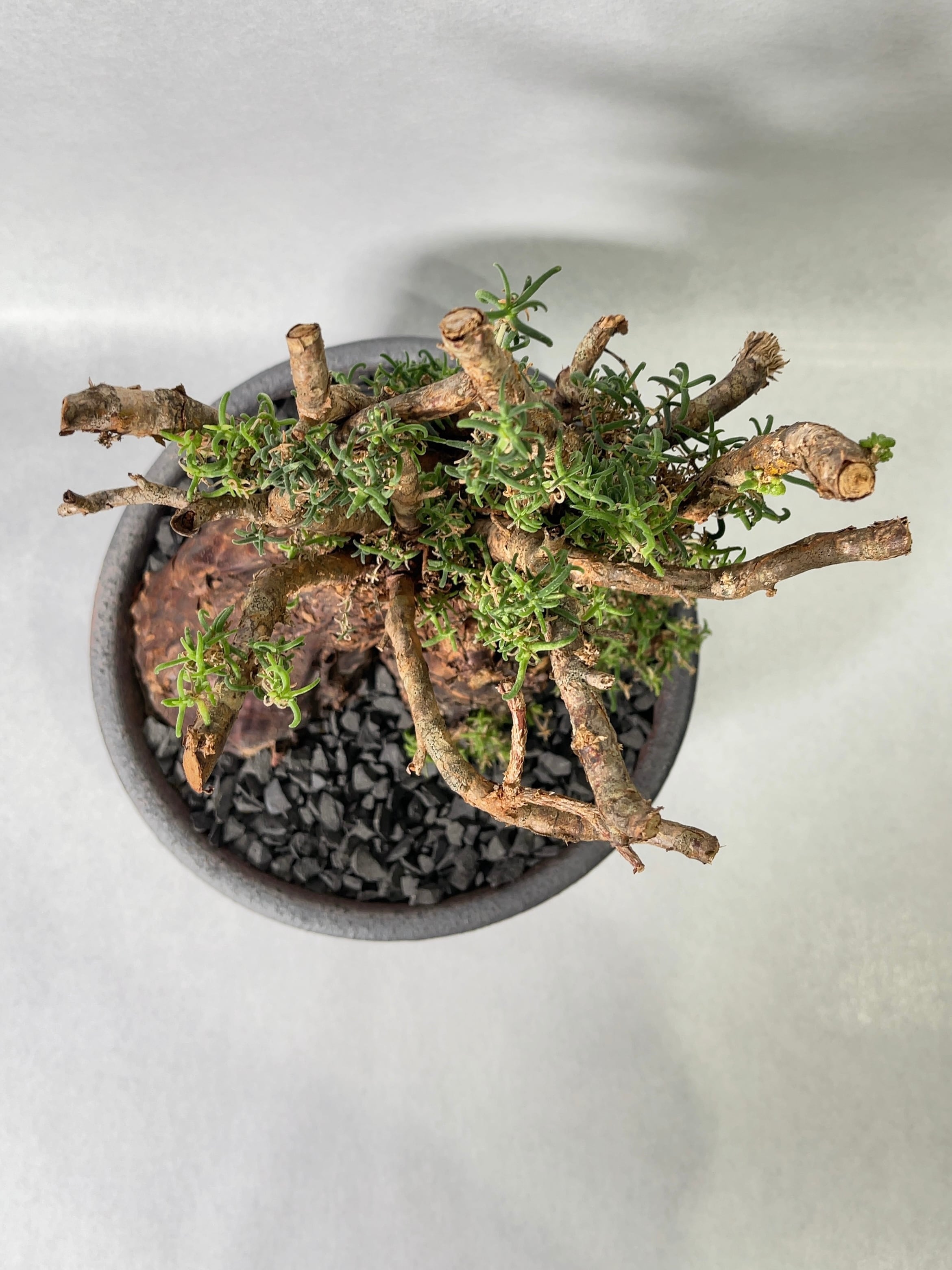 メストクレマ・アルボリフォルメ | trigger