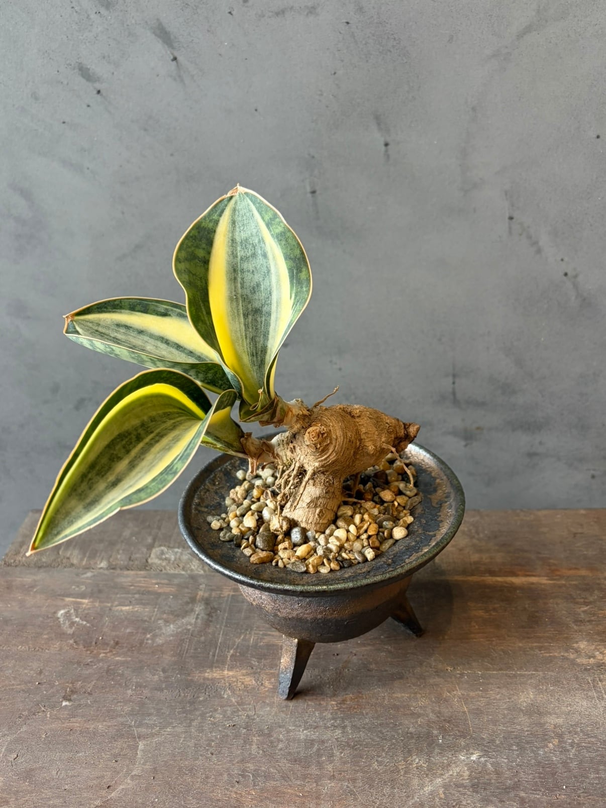 超希少❗️サイズ大❗️アンスリウム　ルネッサンス　斑入り✨ アンスリウムって巨大化することを忘れてついついお迎えしてしまいます