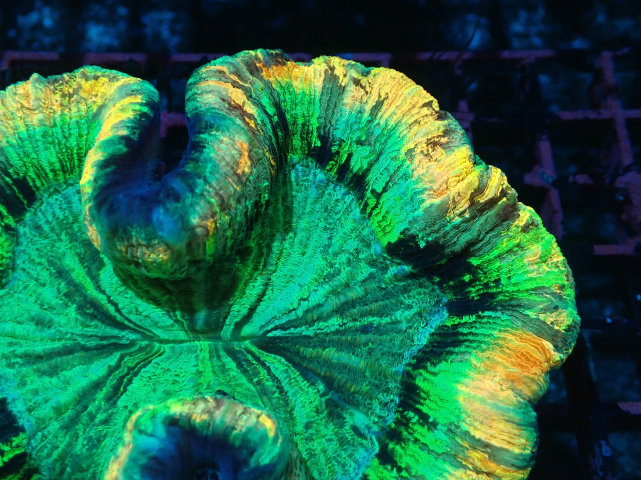 Wellsophyllia Radiata UltraGrade