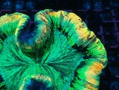 Wellsophyllia Radiata UltraGrade