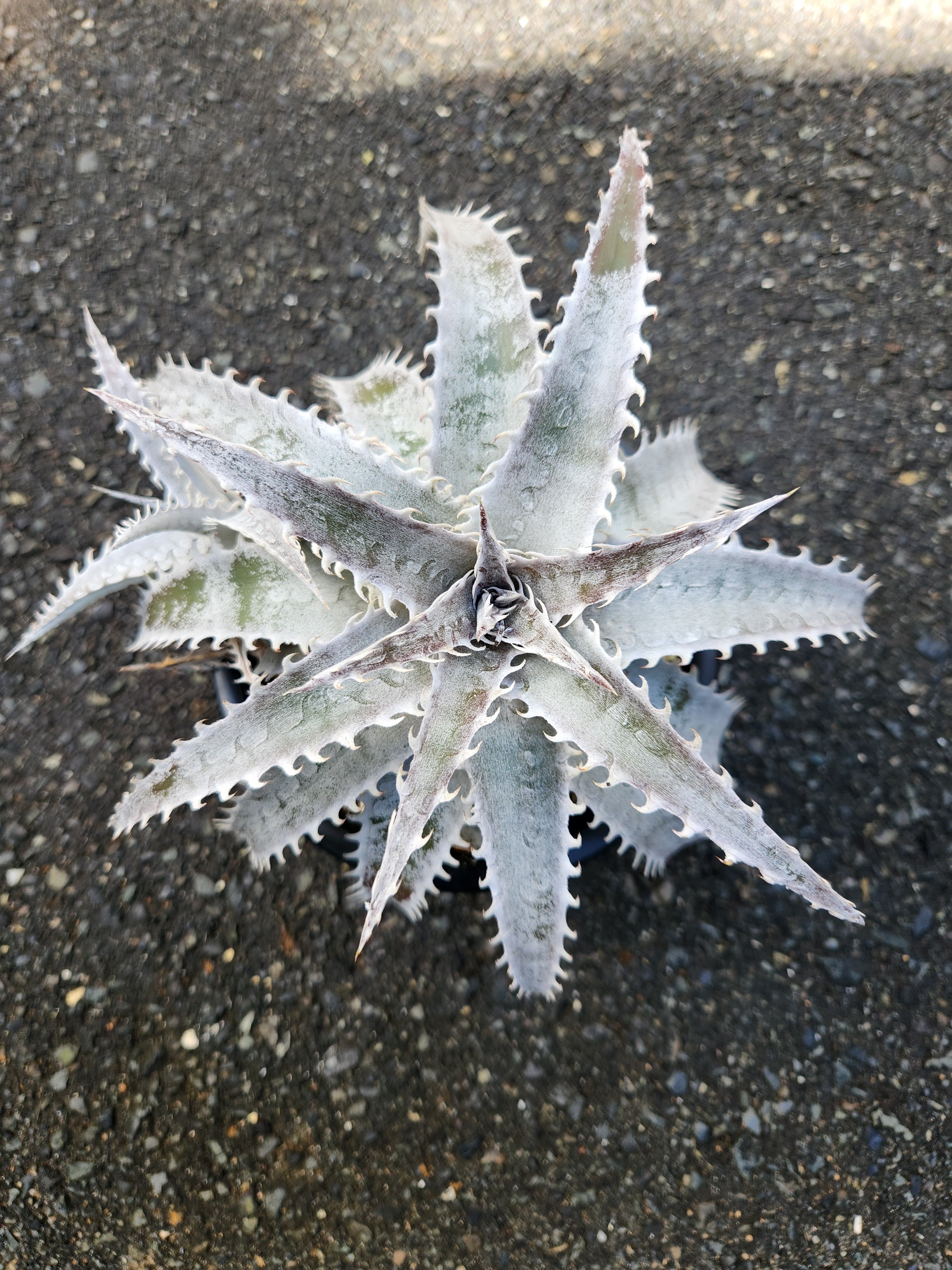 ヘクチア・ラナータ hechtia lanata | フラワーショップあきの