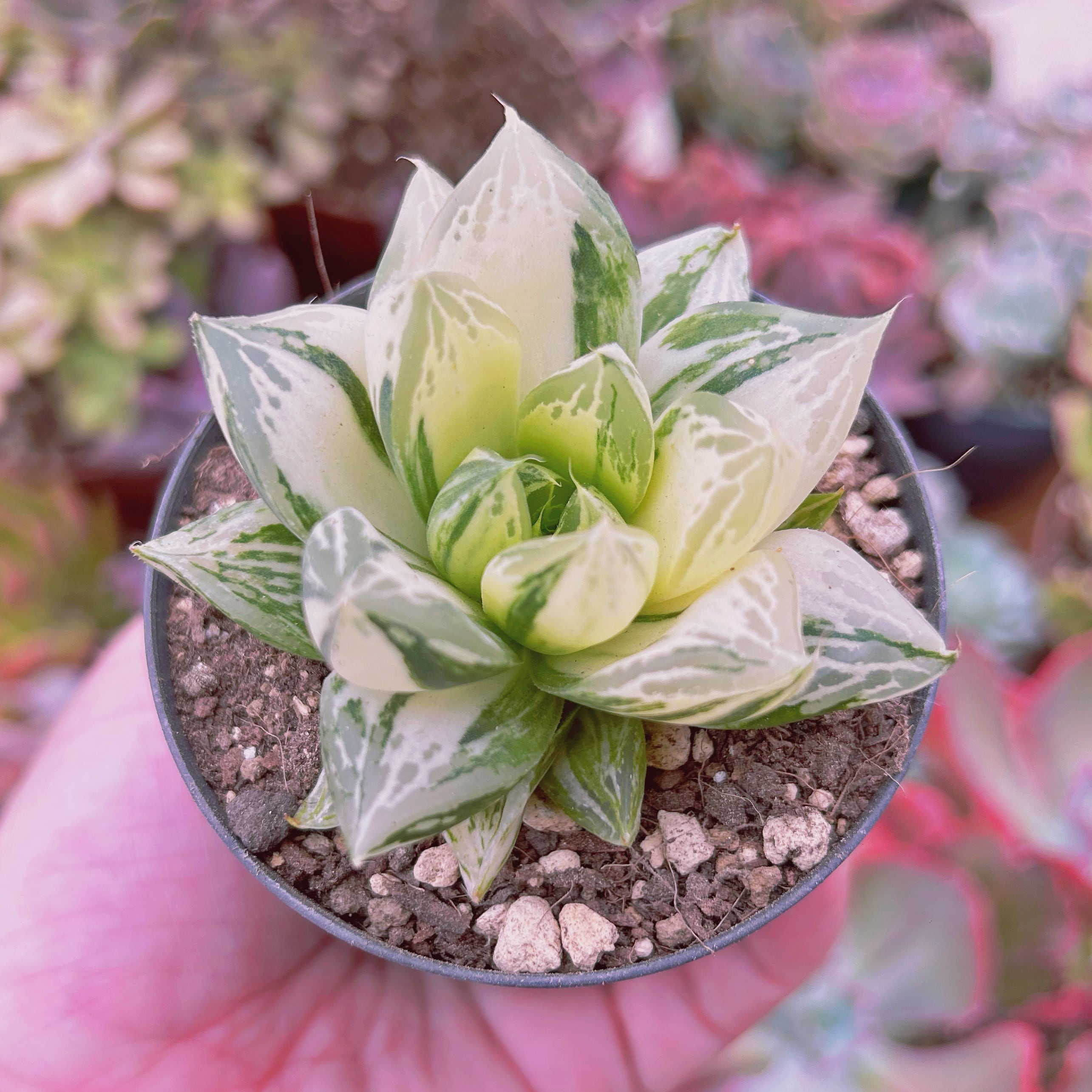 多肉植物 Haworthia 宝草錦 | るる農園~多肉植物専門