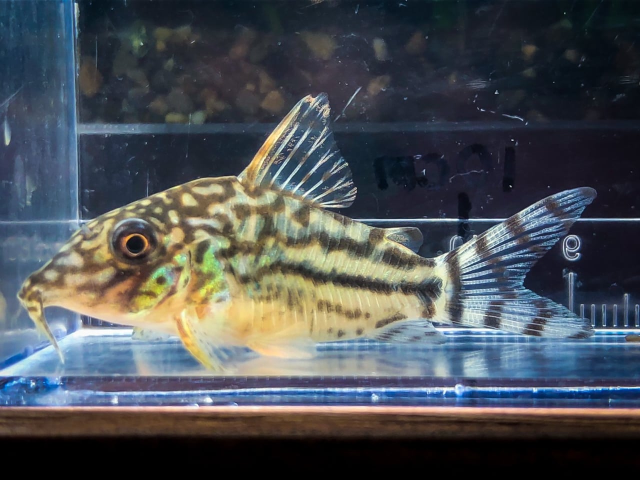 Sale 96 Off コリドラス ブレビロストリス コロンビア L Vbs05 1匹 4 5cm程度 Shipsctc Org Sale 96 Off コリドラス ブレビロストリス コロンビア L Vbs05 1匹 4 5cm程度 Shipsctc Org