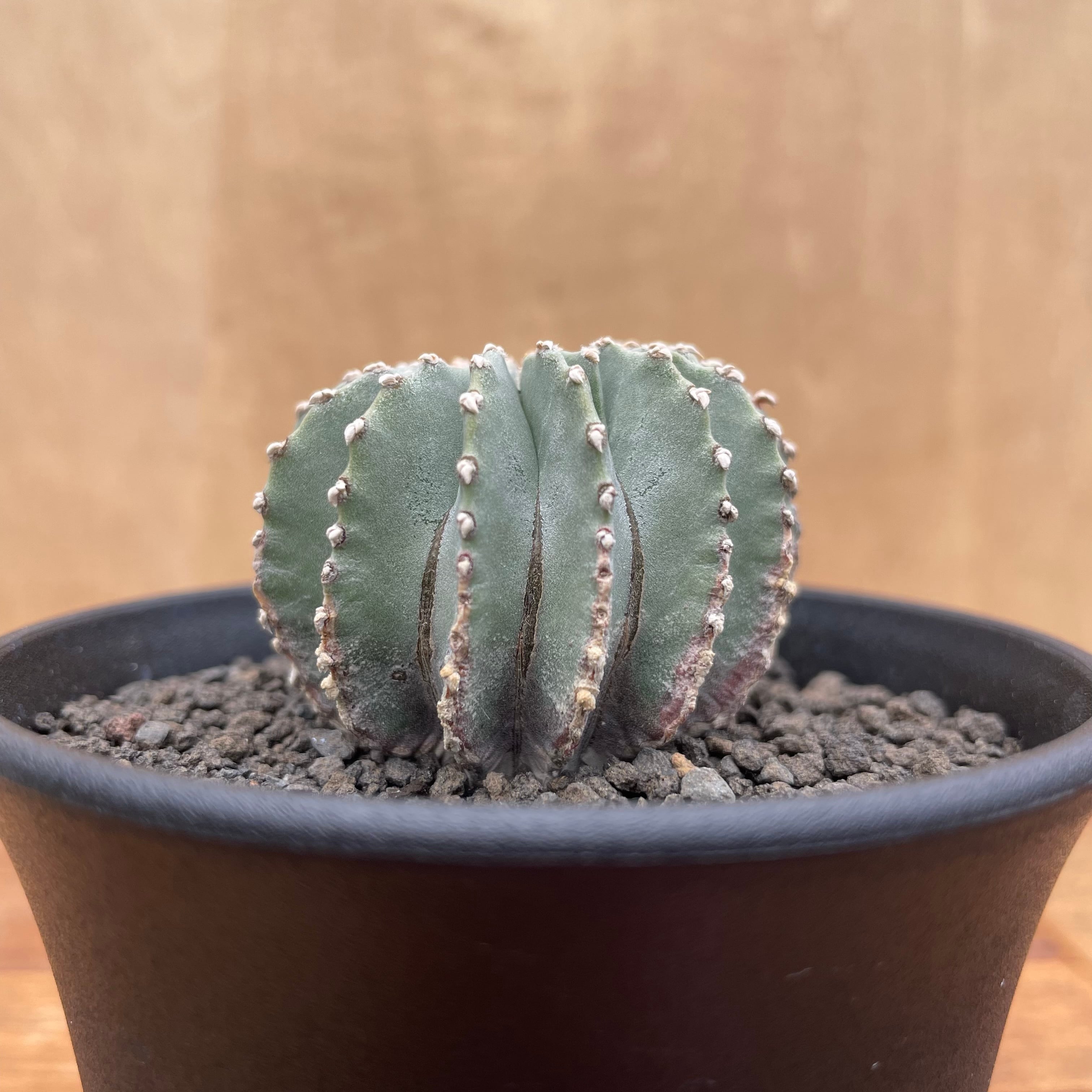 Geohintonia mexicana【ゲオヒントニア・メキシカーナ・実生 