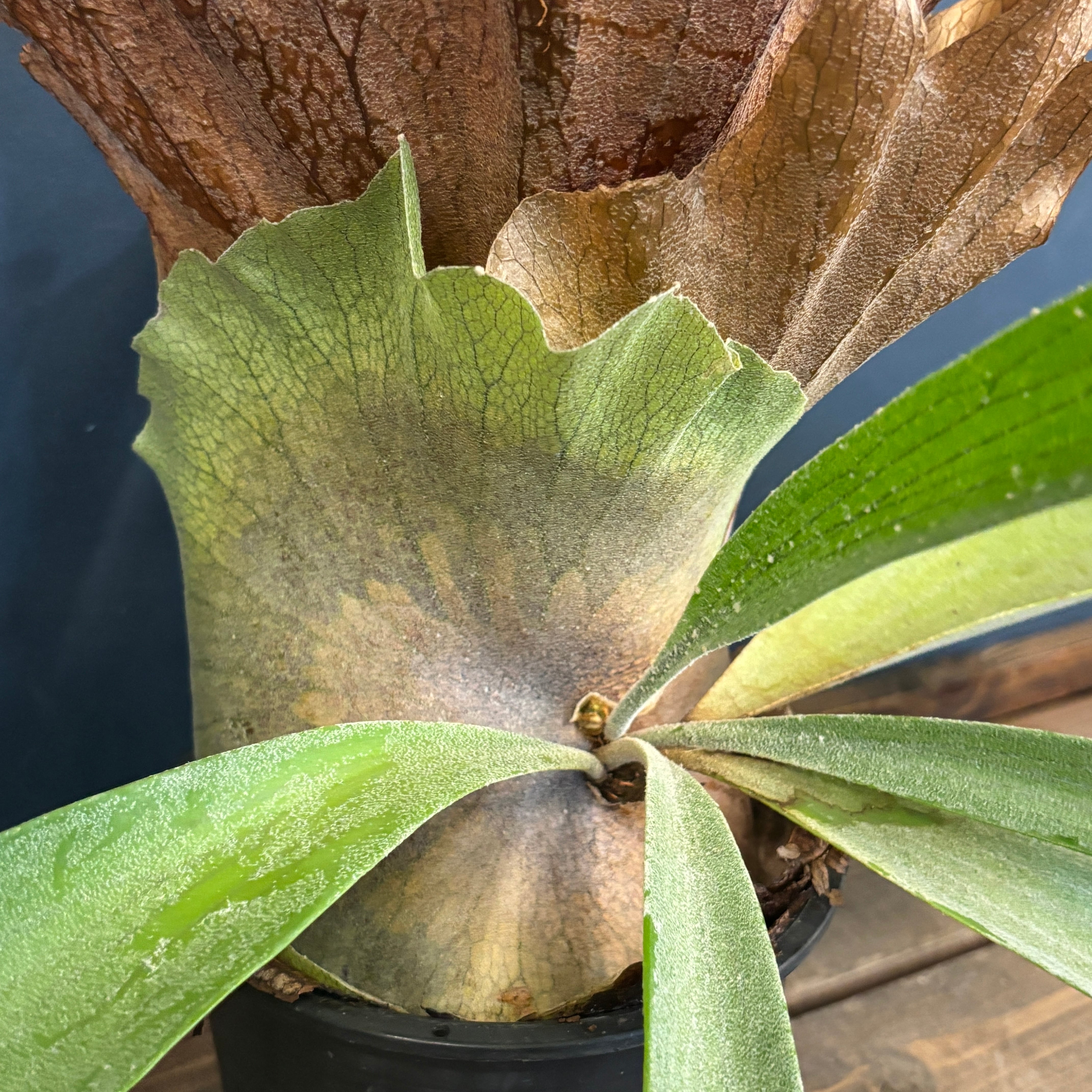 クリアランス】ビカクシダ 品種不明【198】 | PROTOLEAF プロトリーフ