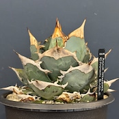 【1日限定 抽選販売】【限定価格】【CHAM】アガベ　チタノタ　クラウンイーグル（限定1）