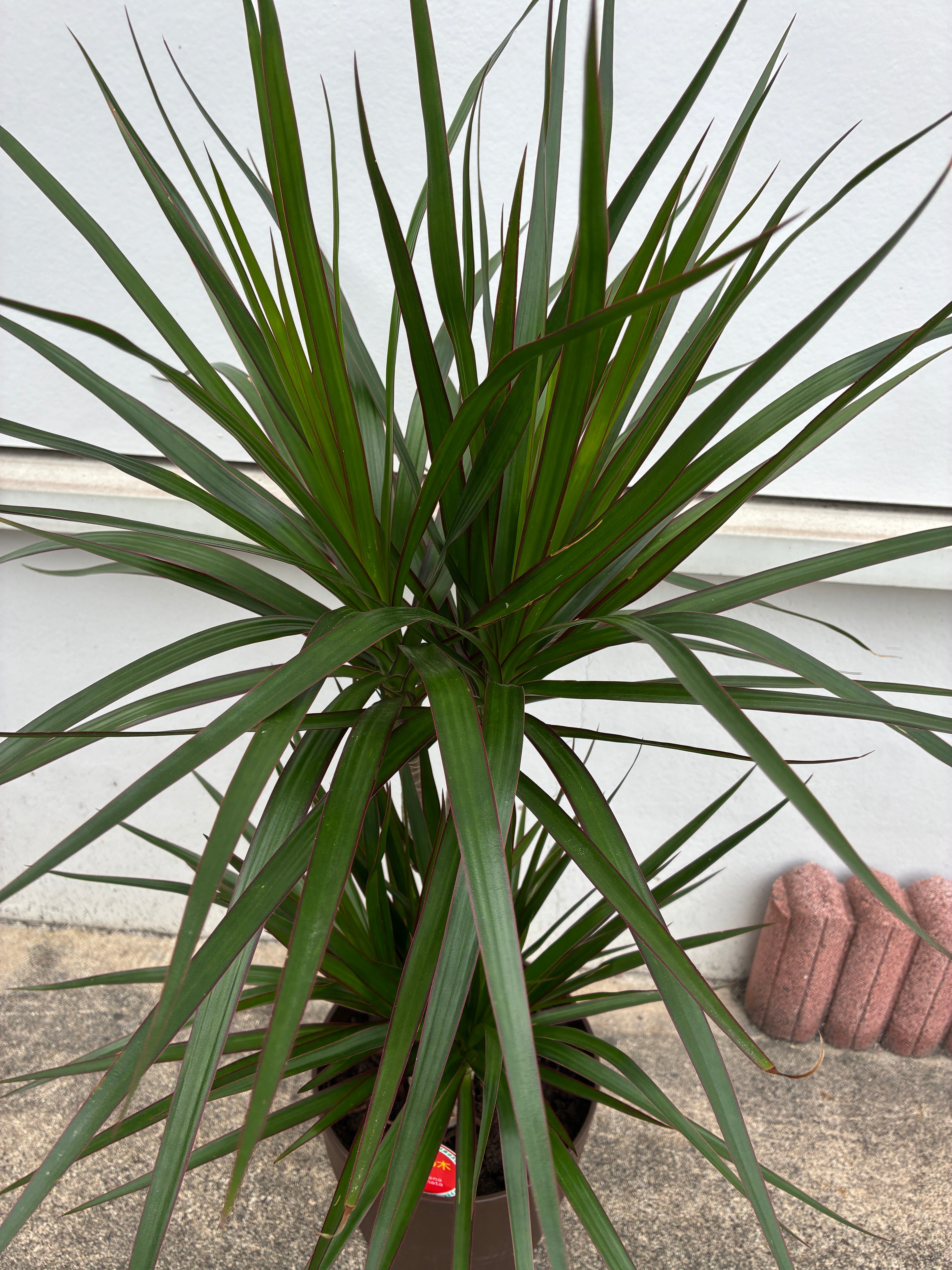 マジナータ：ドラセナ：真実の木 6号サイズ 観葉植物 | seikaen 花の生華園
