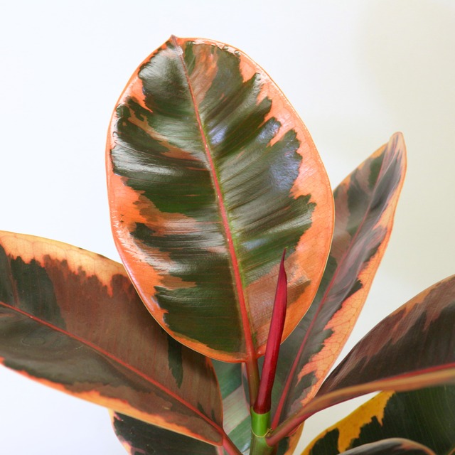 4d55eb65a7e24cfb22dbf7c637def4 4d55eb65a7e24cfb22dbf7c637def4