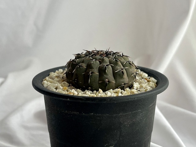 Gymnocalycium asterium　ギムノカリキウム　黒刺鳳頭　サボテン