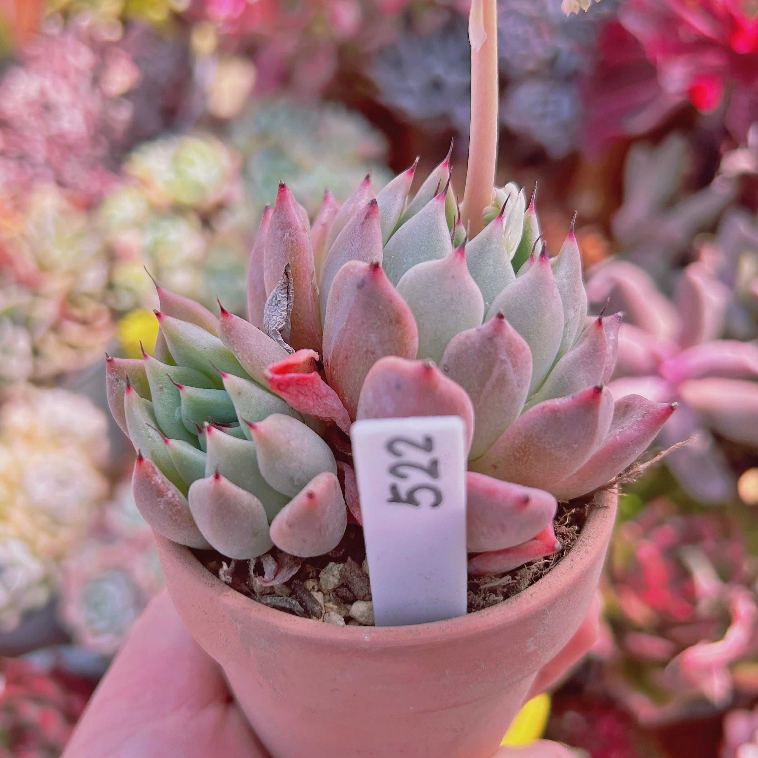 522現物 多肉植物 ピンクザラゴーサ 抜き苗 | るる農園~多肉植物専門 522現物 多肉植物 ピンクザラゴーサ 抜き苗 | るる農園~多肉植物専門