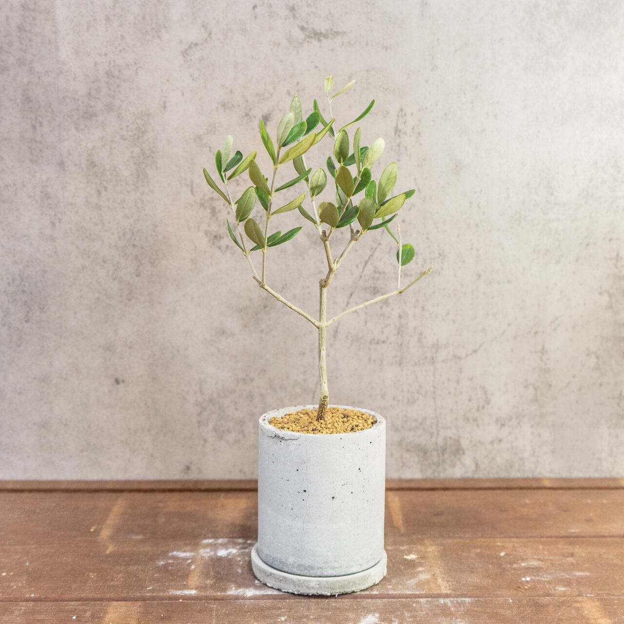オリーブ・ルッカ｜左右対称に整った枝ぶりが美しい、空間をやさしく彩るスタイリッシュなミニツリー【虫発生抑制／手作りモルタル鉢】
