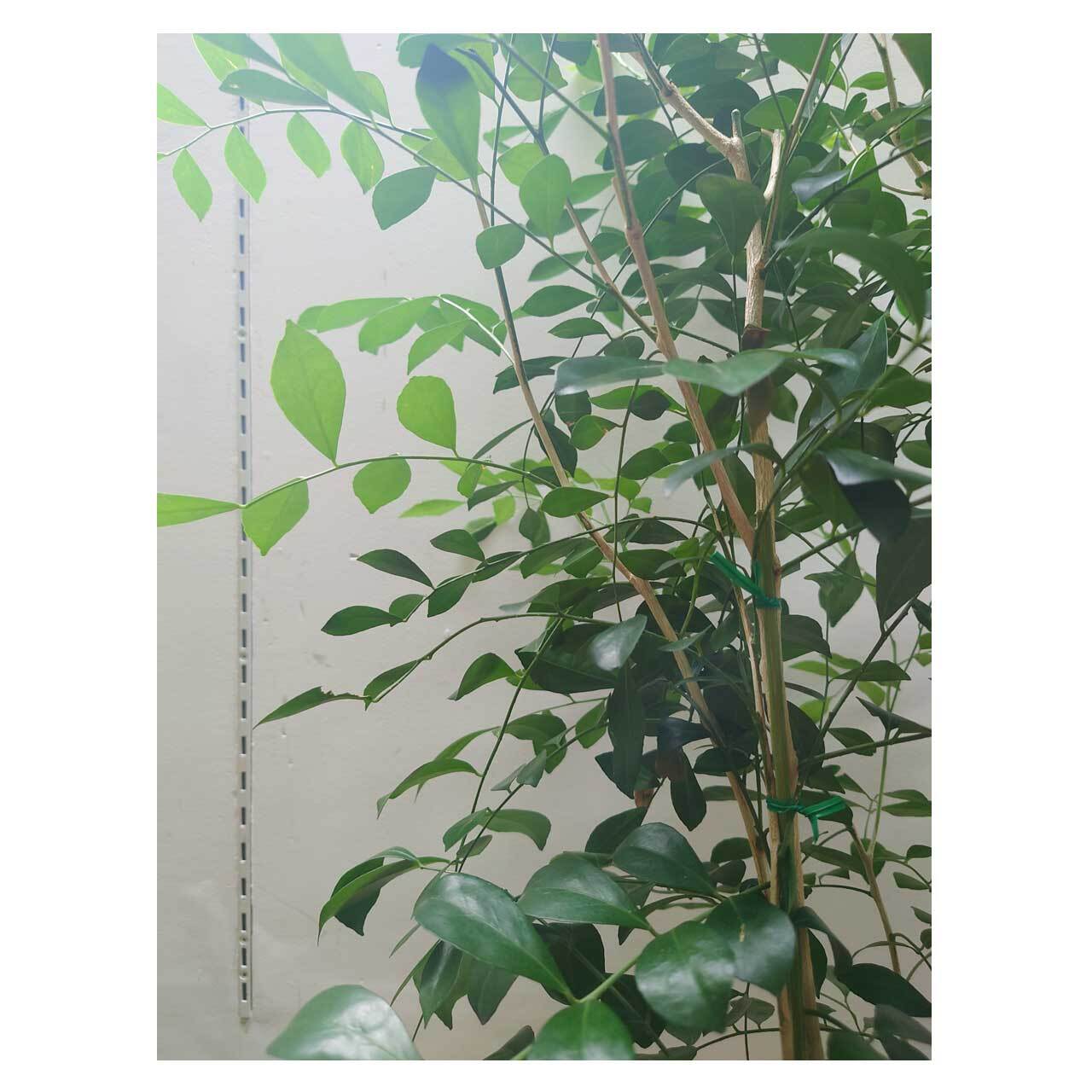 Murraya paniculata | Seeding