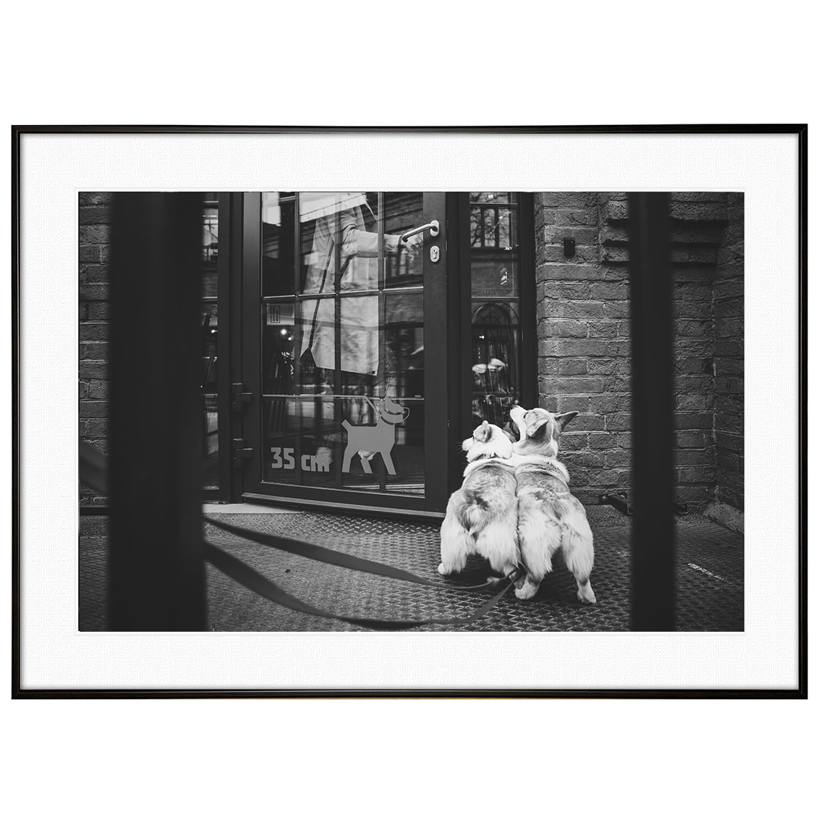 動物写真 犬 コーギー インテリア モノクロアートポスター額装 AS1138
