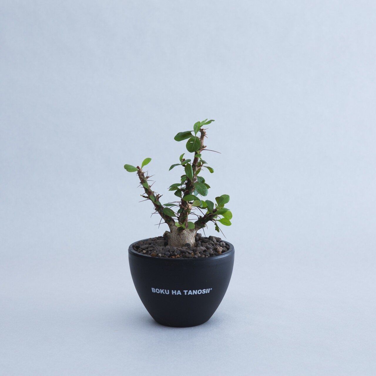 【新着】Fouquieria fasciculata× ボクタノ鉢【BOKU HA TANOSII・ぷっくり選抜実生株】フォークイエリア ファシクラータ_1