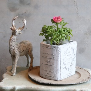 アネモネオーロラ　ピンク　春のお花　球根　可愛い　女性人気