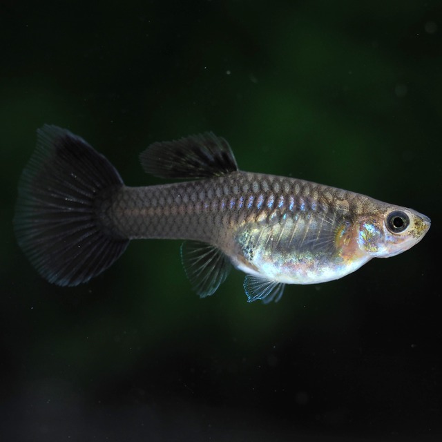 【セール】モスコーブラック(RREA系)　2ペア＋おまけ1ペア