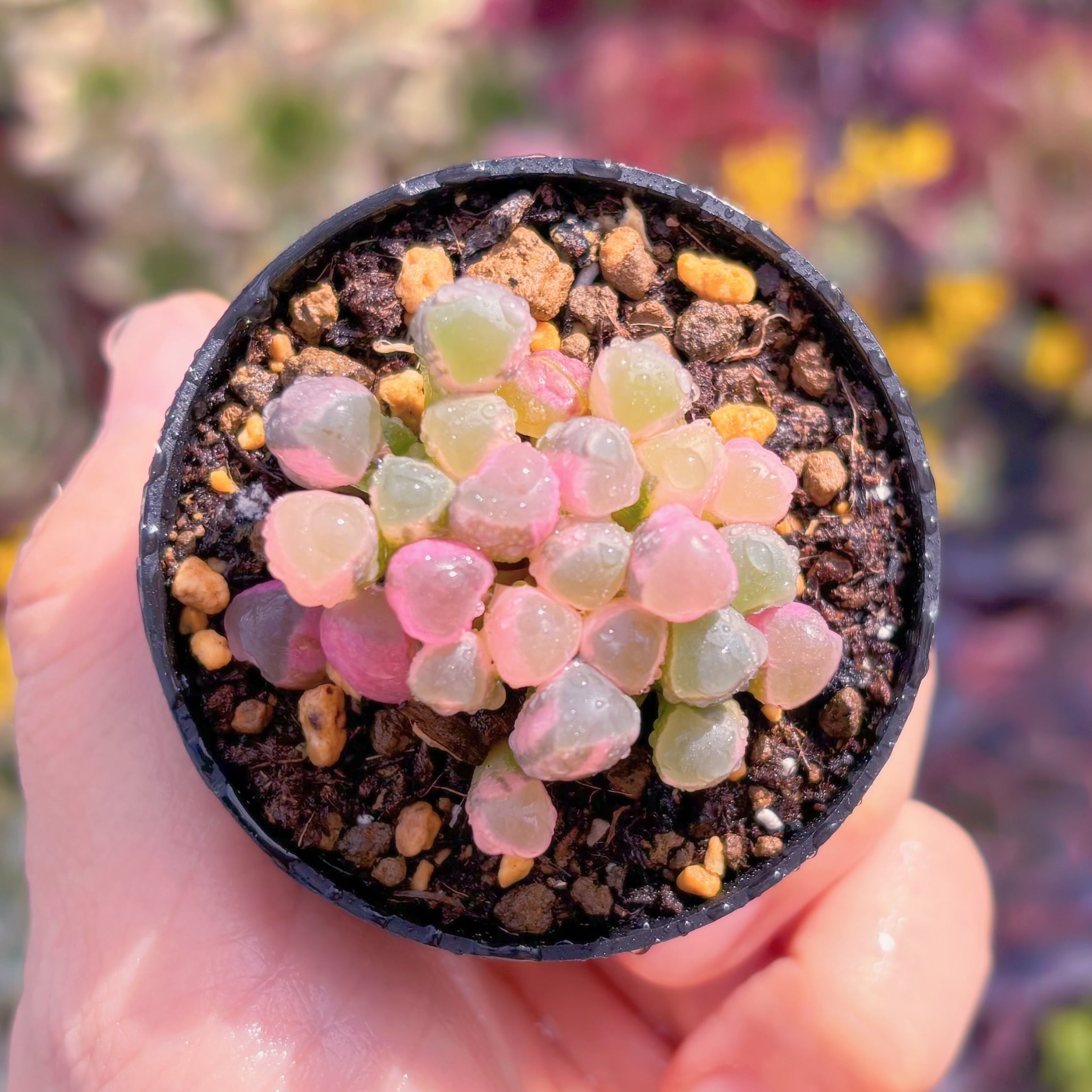 現品　五十鈴玉錦#1137　群生　新入荷　るる農園