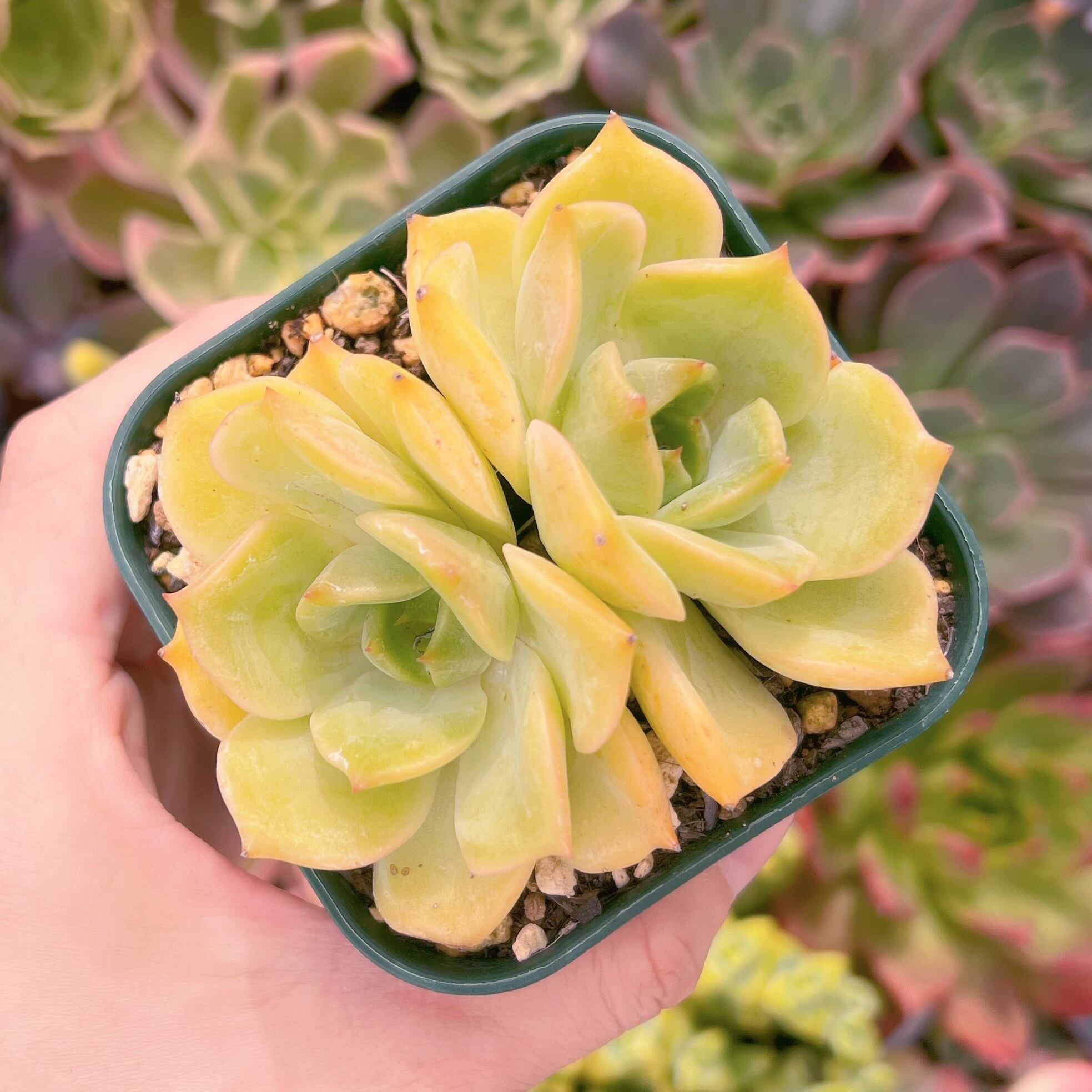 多肉植物　アンジェリーナ 　るる農園