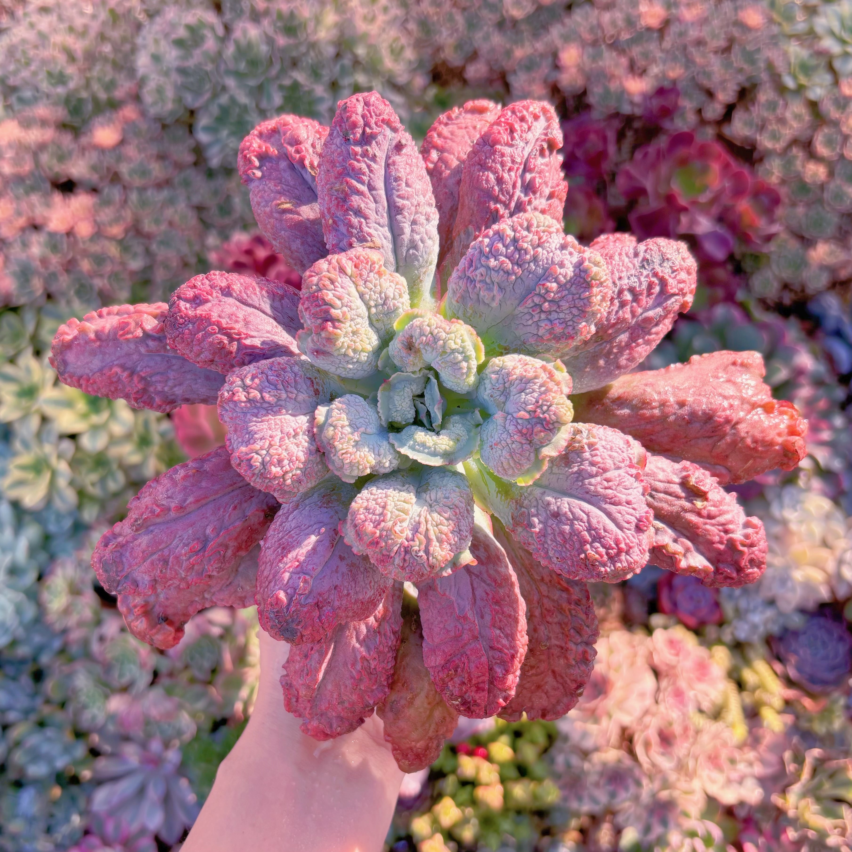 多肉植物　Baron Bold　特大苗　新入荷　るる農園