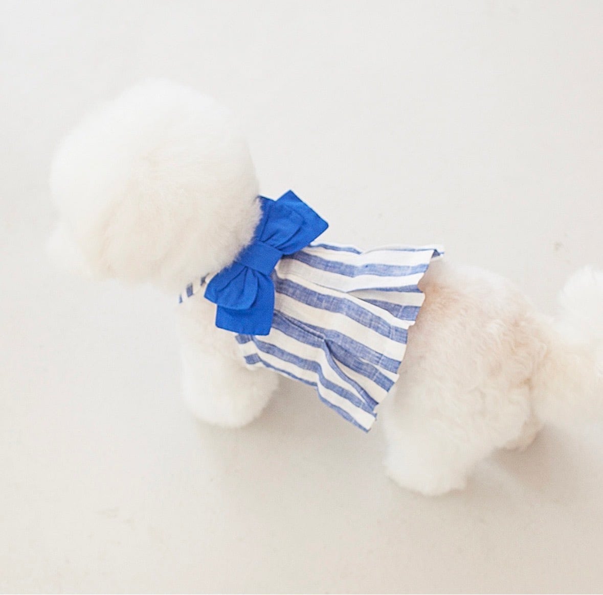 momozoo_dogwear