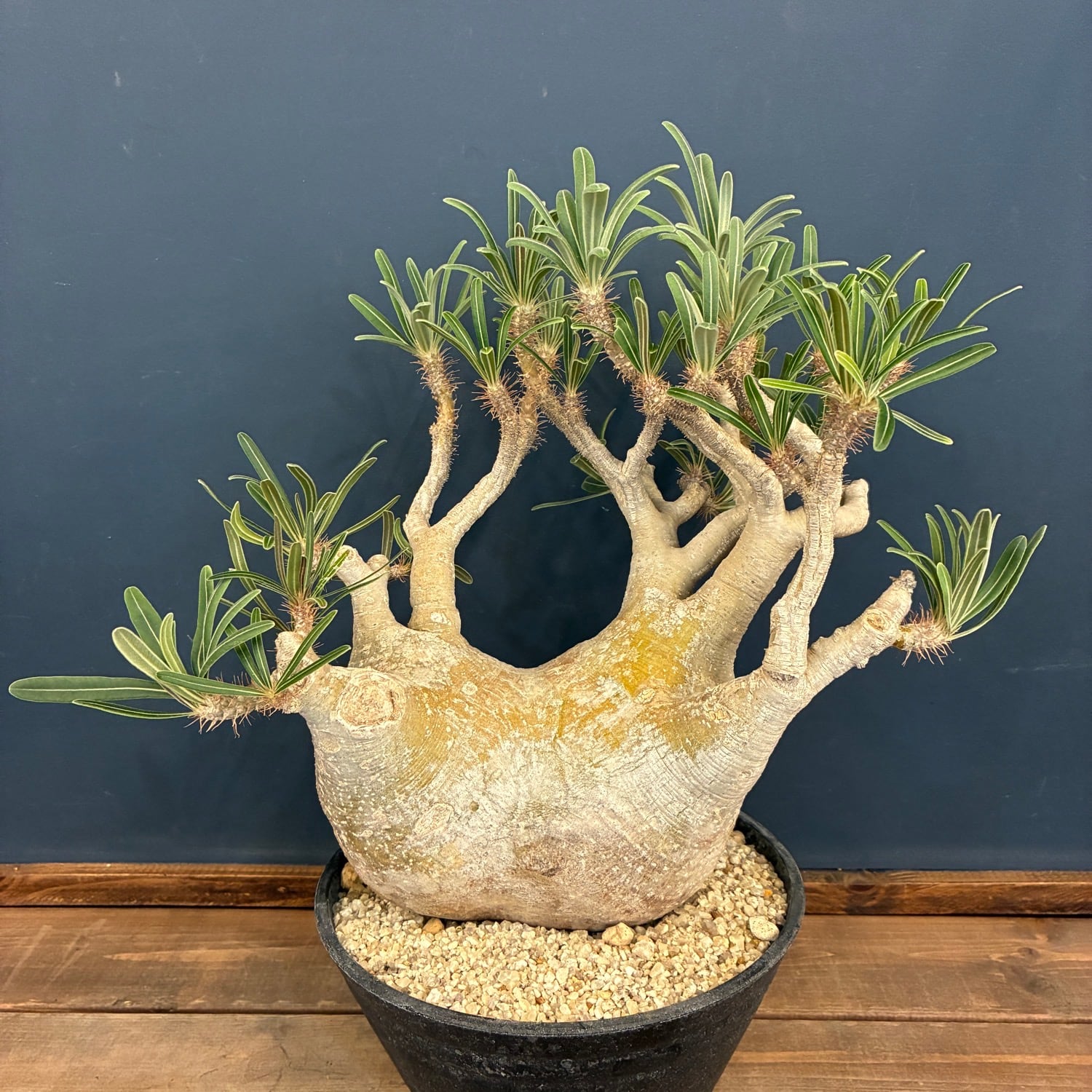 塊根植物 | PROTOLEAF プロトリーフ