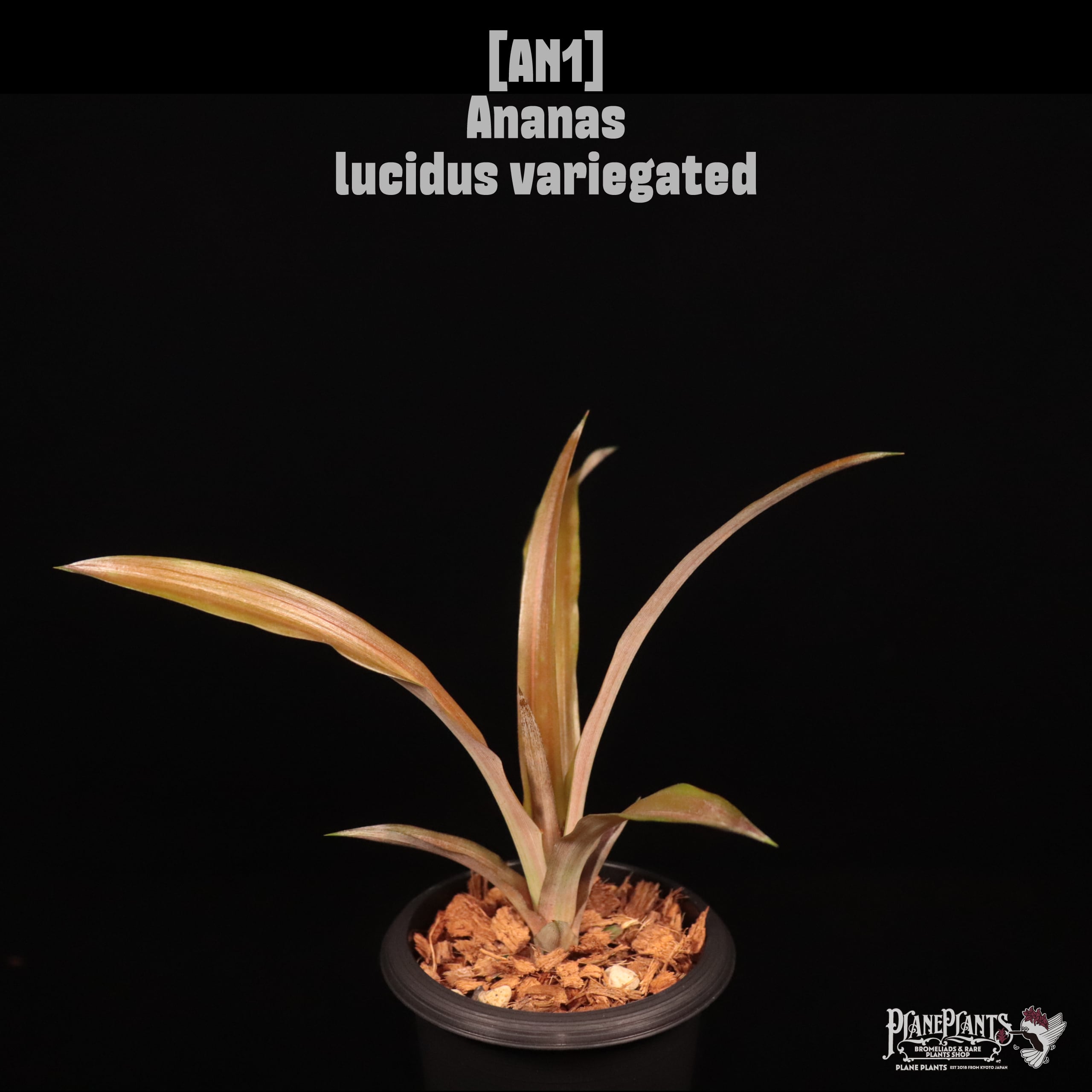 Ananas lucidus variegated〔アナナス〕AN1