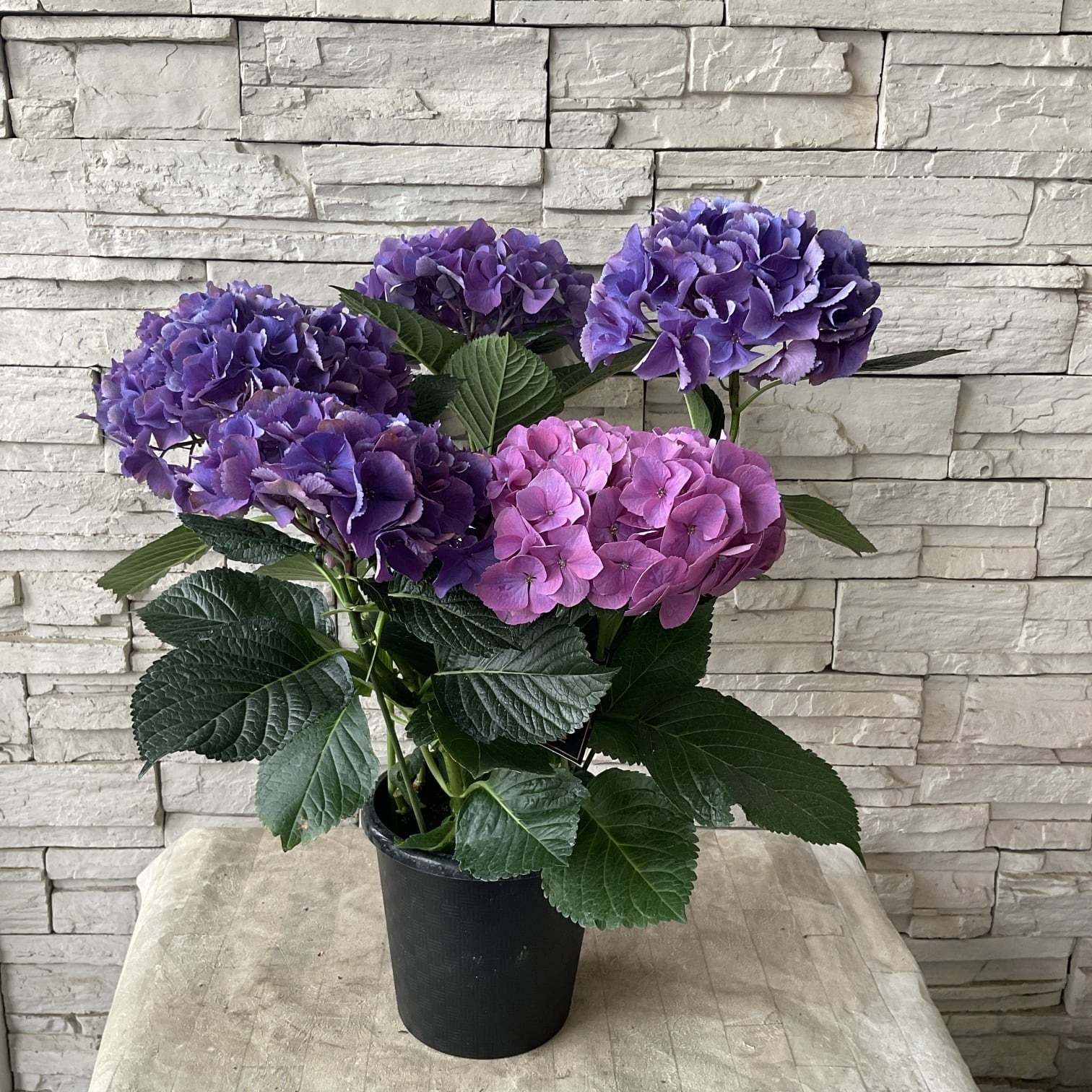 送料無料】紫陽花 秋色マザーラブ 6号鉢 | 橋本種苗園
