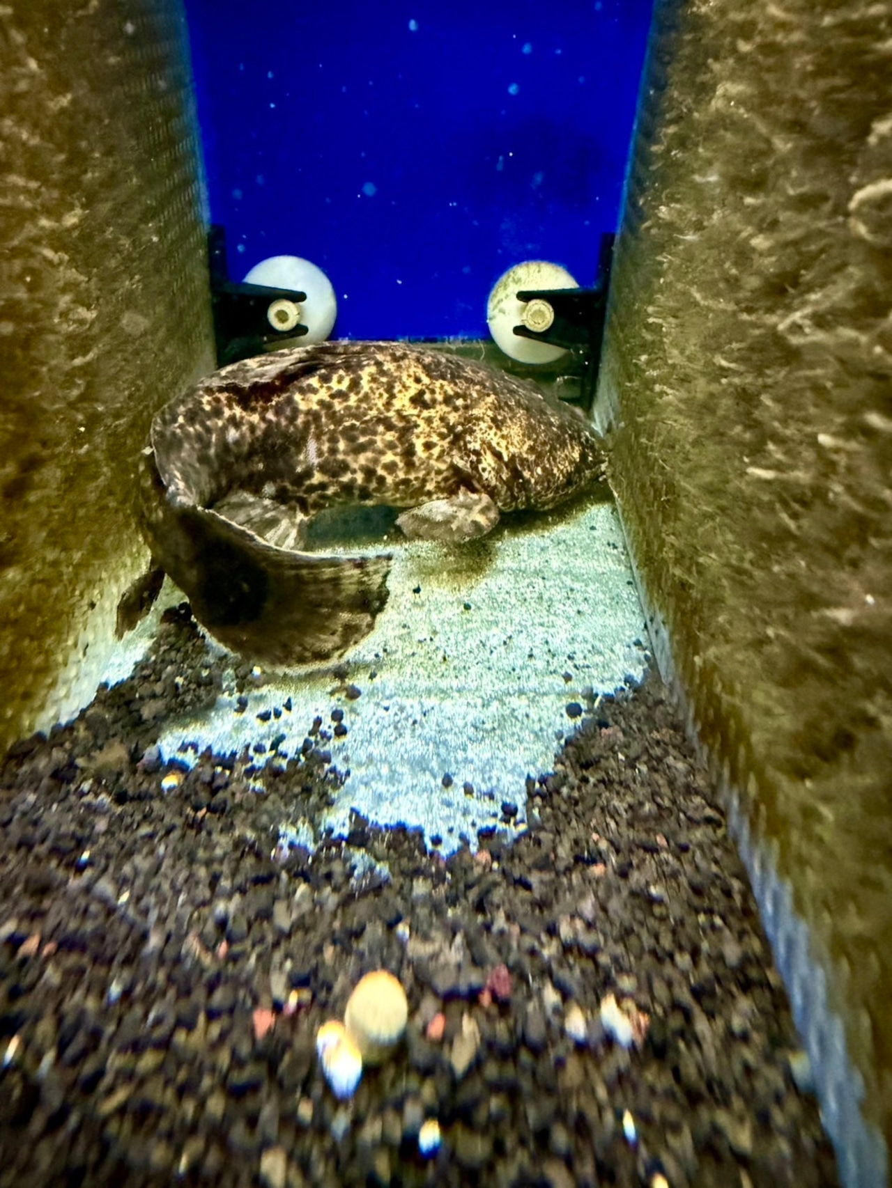 オレンジキャット - 2