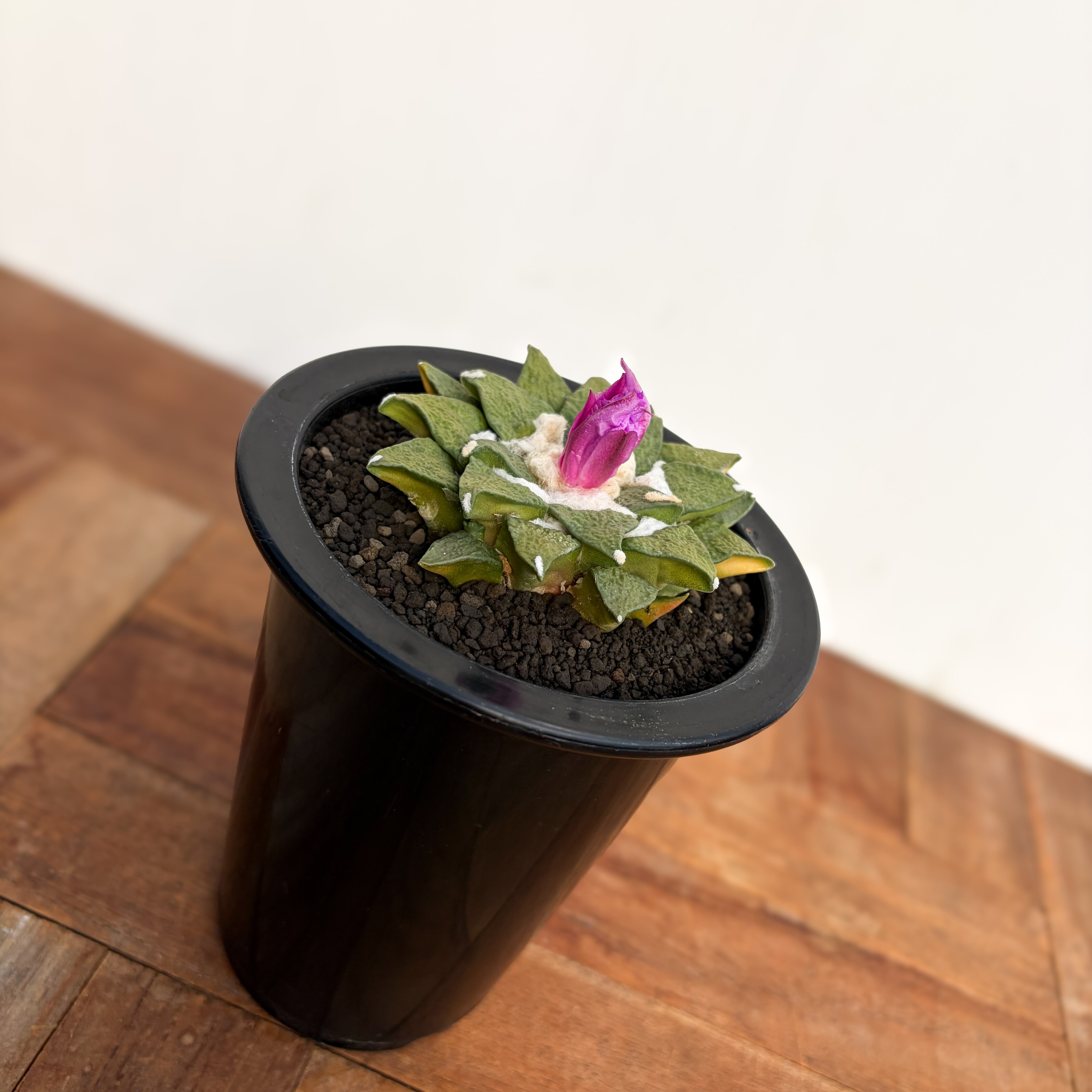 Ariocarpus kotschoubeyanus×furfuraceus【アリオカルプス・黒牡丹×花