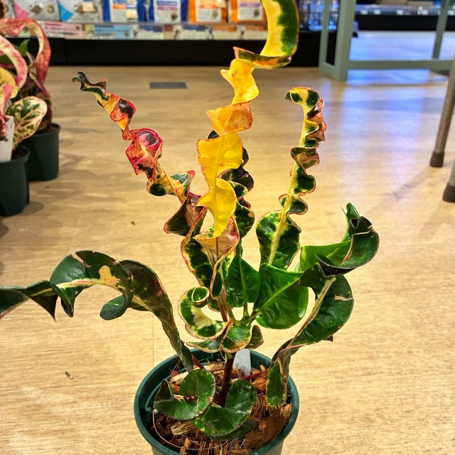 【現品】タイ直輸入 クロトン Hollyplant 13-1｜強い巻き・ねじれ葉