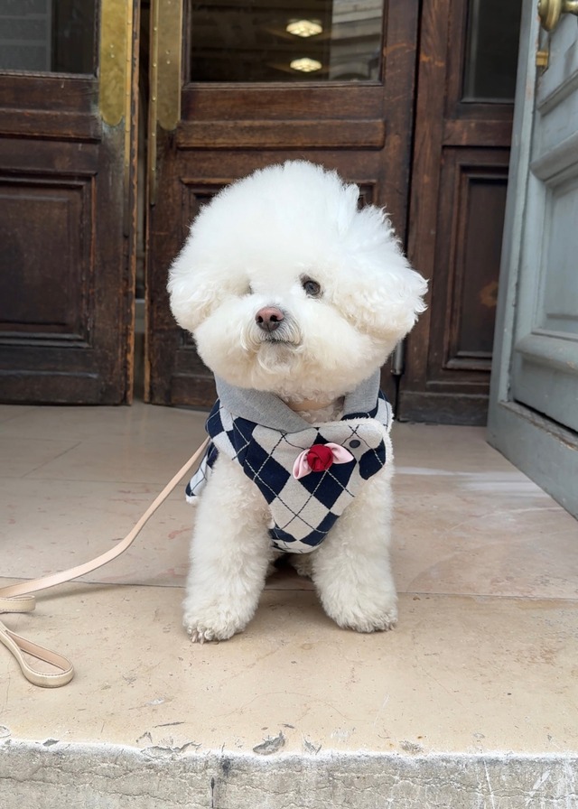 〈予約アイテム〉SICGGU / ネイビーアーガイル イージーオープン パディング