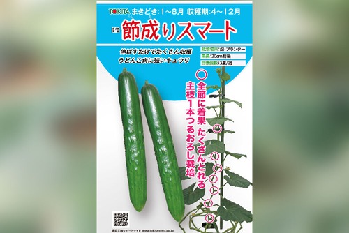 キュウリ「節成りスマート」（100粒） 画像